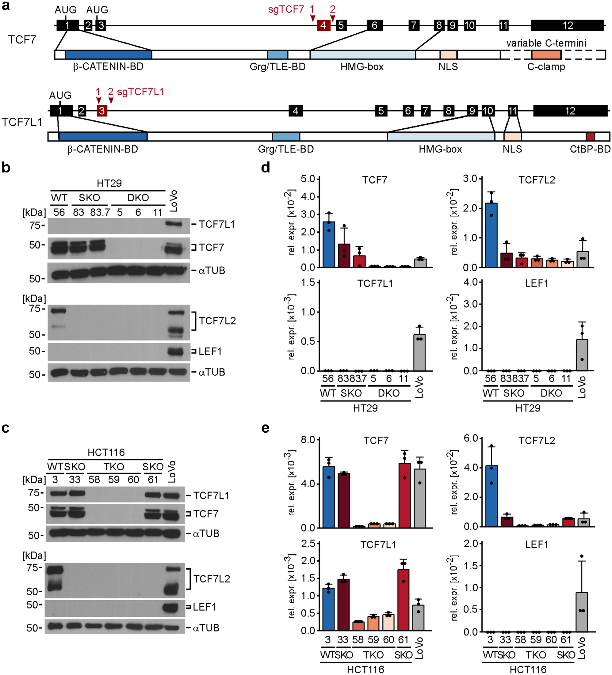 Transcriptional activity mediated by β-CATENIN and TCF/LEF family members  is completely dispensable for survival and propagation of multiple human  colorectal cancer cell lines | Scientific Reports
