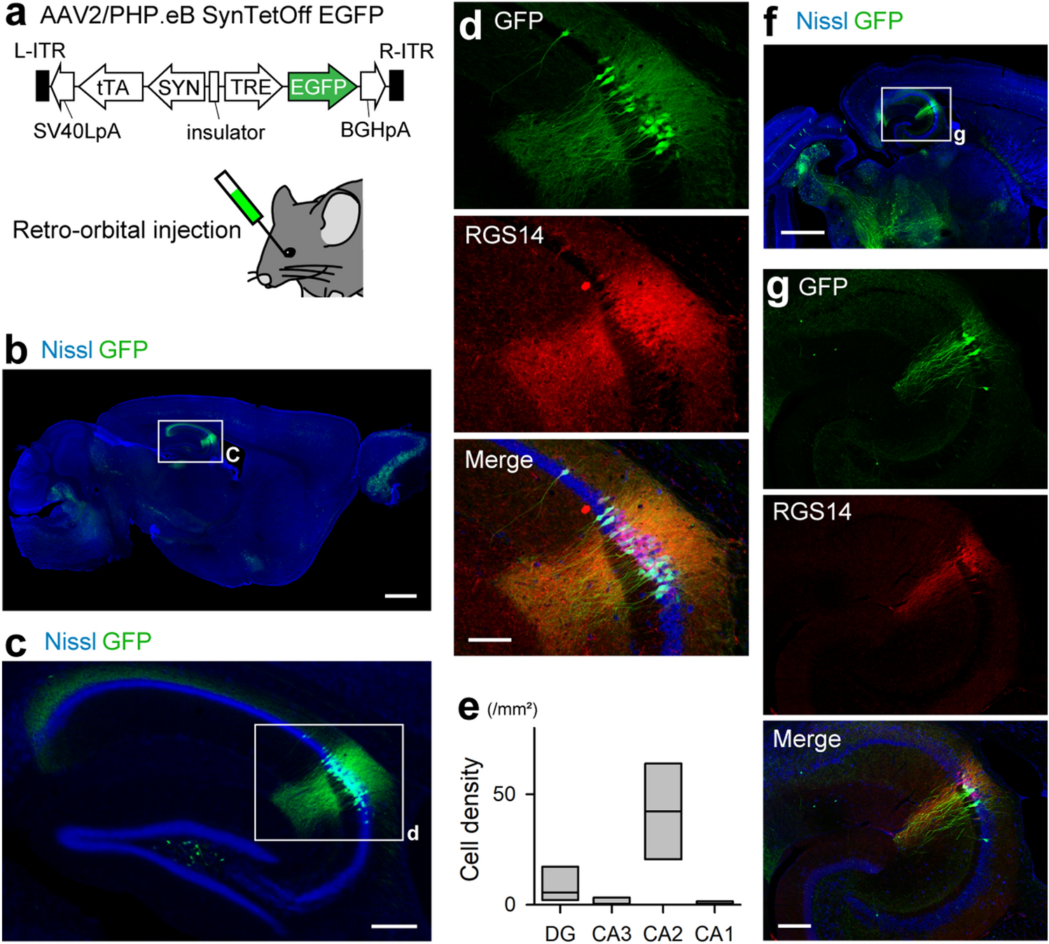Specific AAV2/PHP.eB-mediated gene transduction of CA2 pyramidal cells via  injection into the lateral ventricle | Scientific Reports