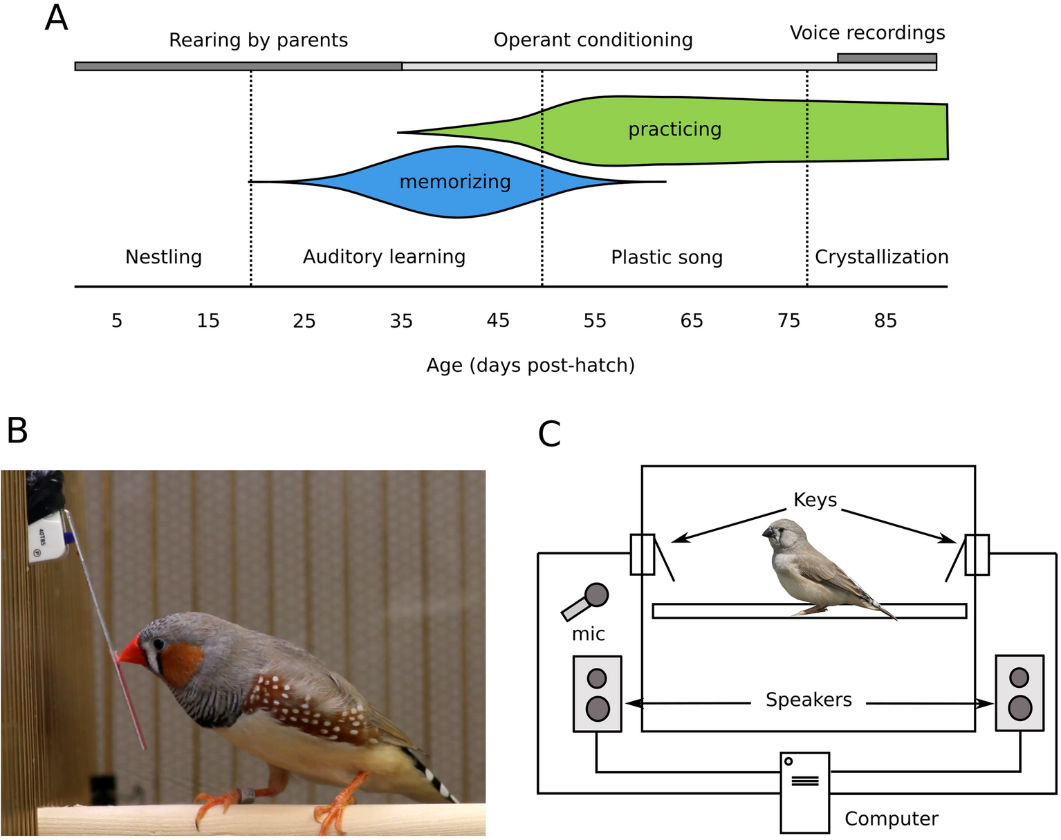 Song preferences predict the quality of vocal learning in zebra finches |  Scientific Reports