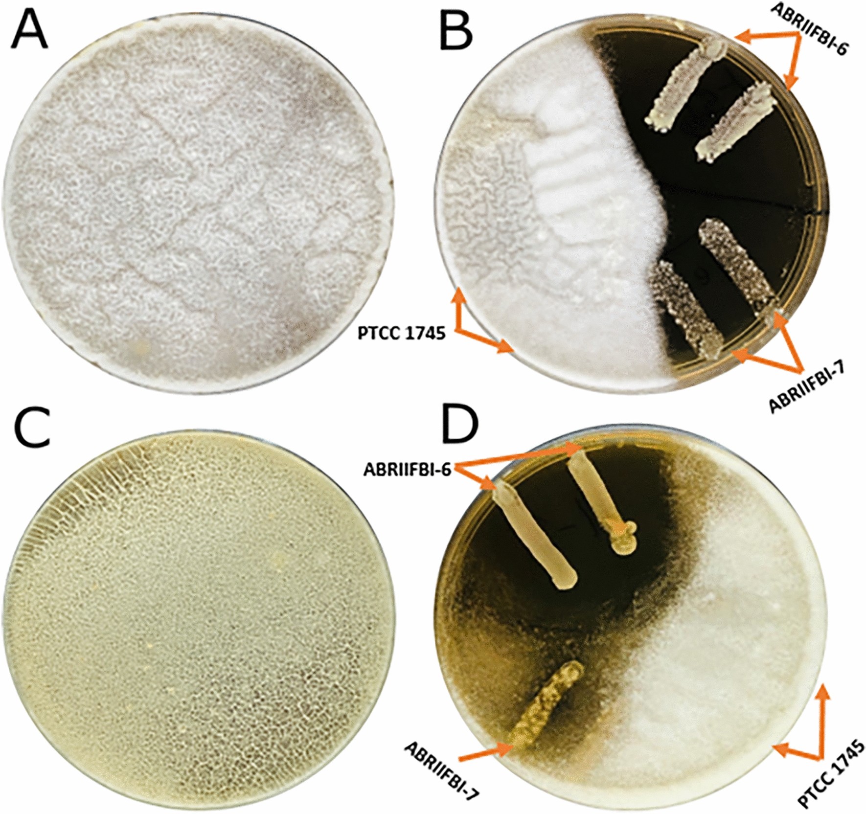 Is Vancomycin Broad Spectrum : Uncovering Its Impressive Range Is Vancomycin Broad Spectrum : Uncovering Its Impressive Range