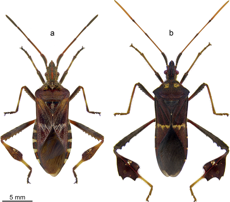 Large-Scale Study Points to Simpler Trap for Monitoring Brown Marmorated  Stink Bugs