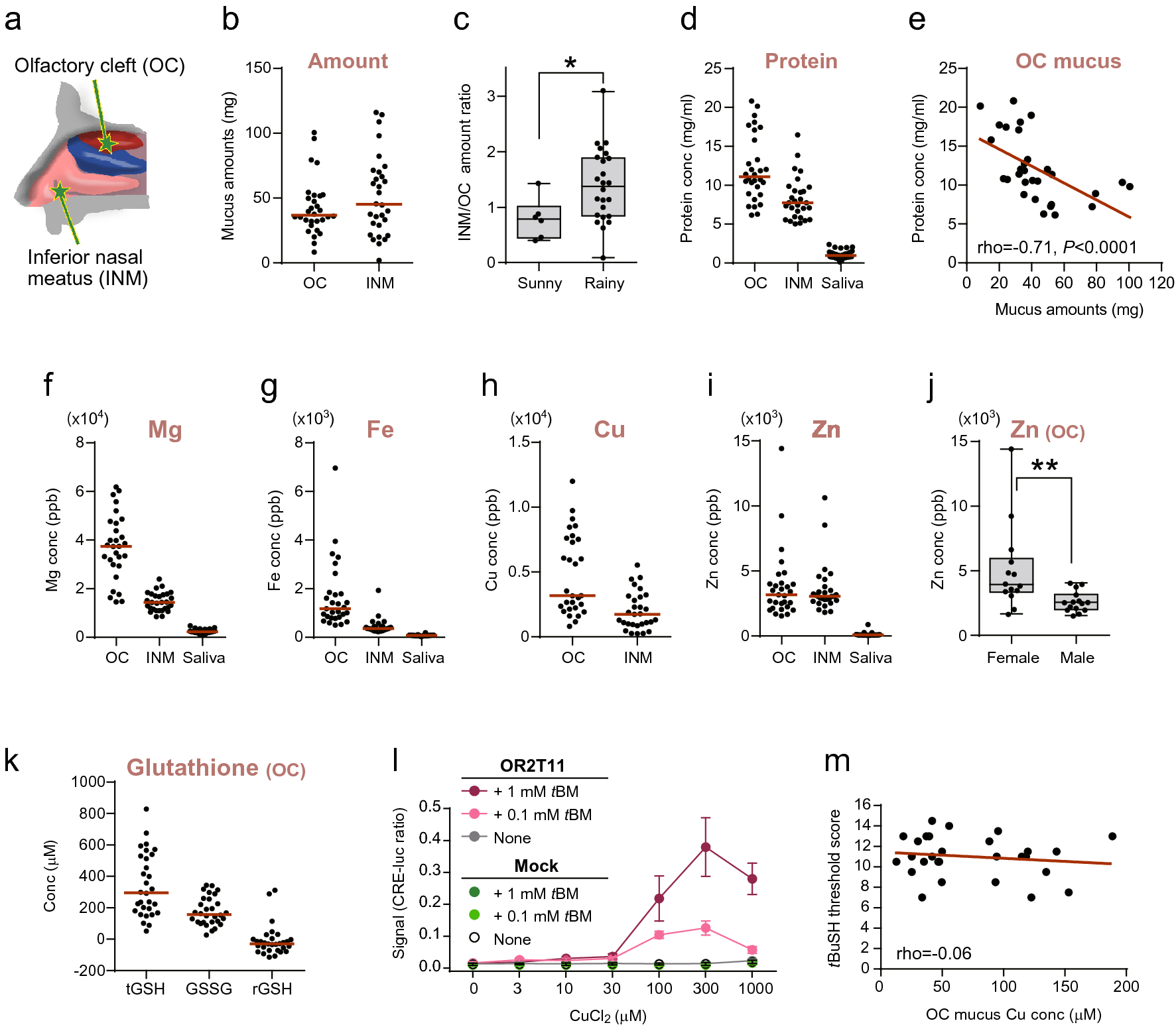 Functions of human olfactory mucus and age-dependent changes