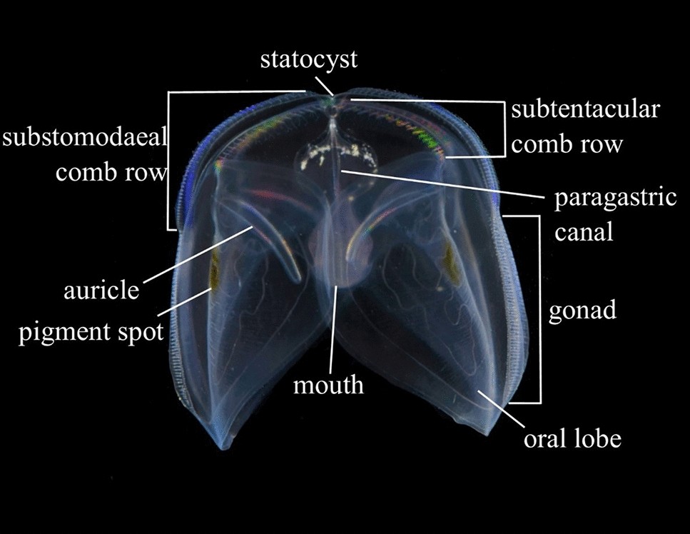 Quantifying the feeding behavior and trophic impact of a widespread oceanic  ctenophore