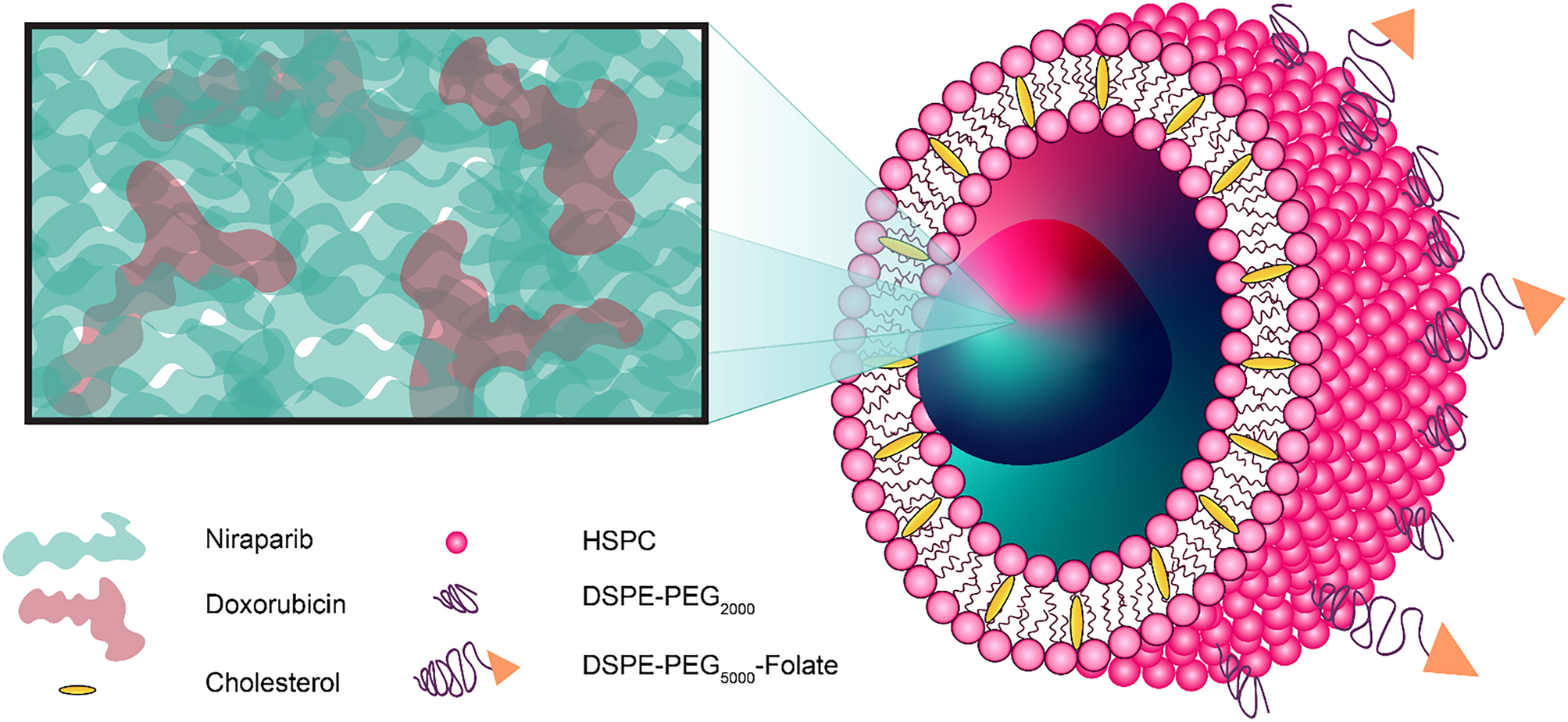 A Folate Receptor-Targeting Nanoparticle Minimizes Drug Resistance