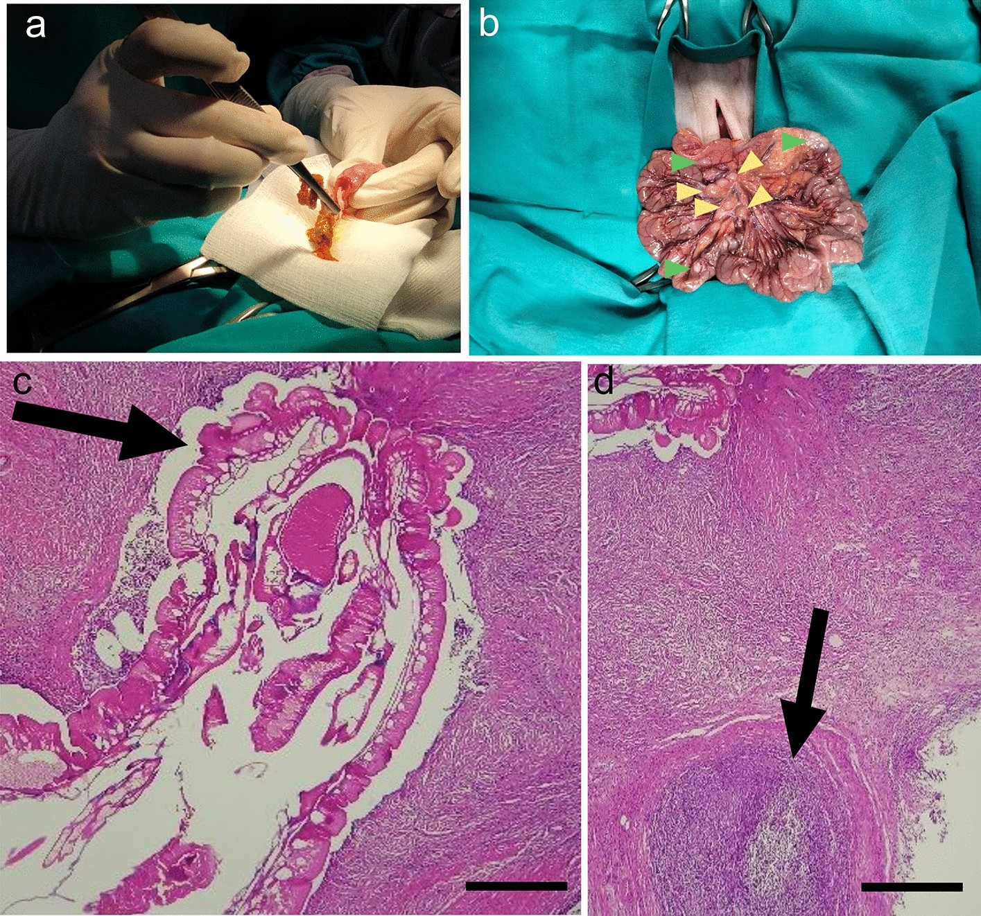 Cryptic diversity in a gastrointestinal acanthocephalan of New World  primates from Costa Rica | Scientific Reports