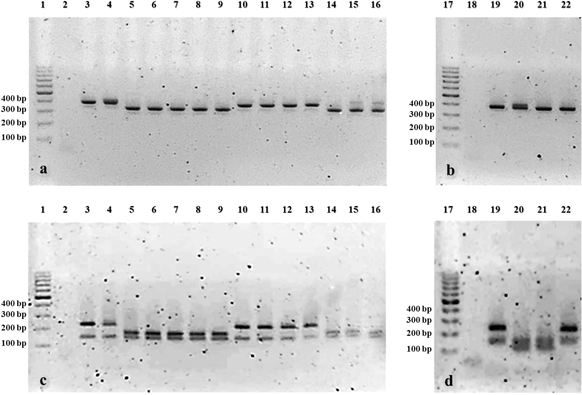 Molecular characterization and antimicrobial susceptibility profiles of  Thai Mycoplasma synoviae isolates