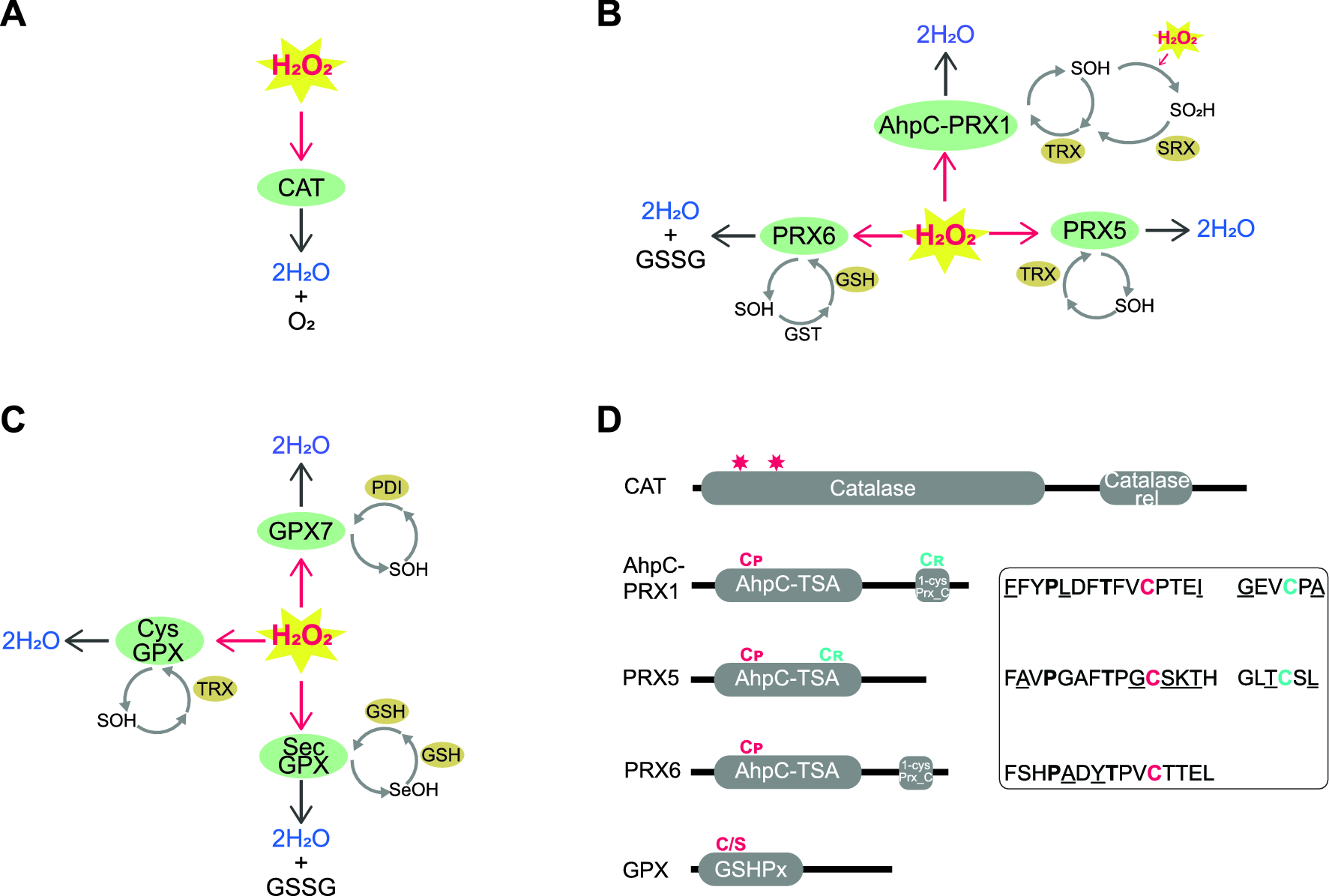 Antioxidant enzymes that target hydrogen peroxide are conserved across the  animal kingdom, from sponges to mammals | Scientific Reports
