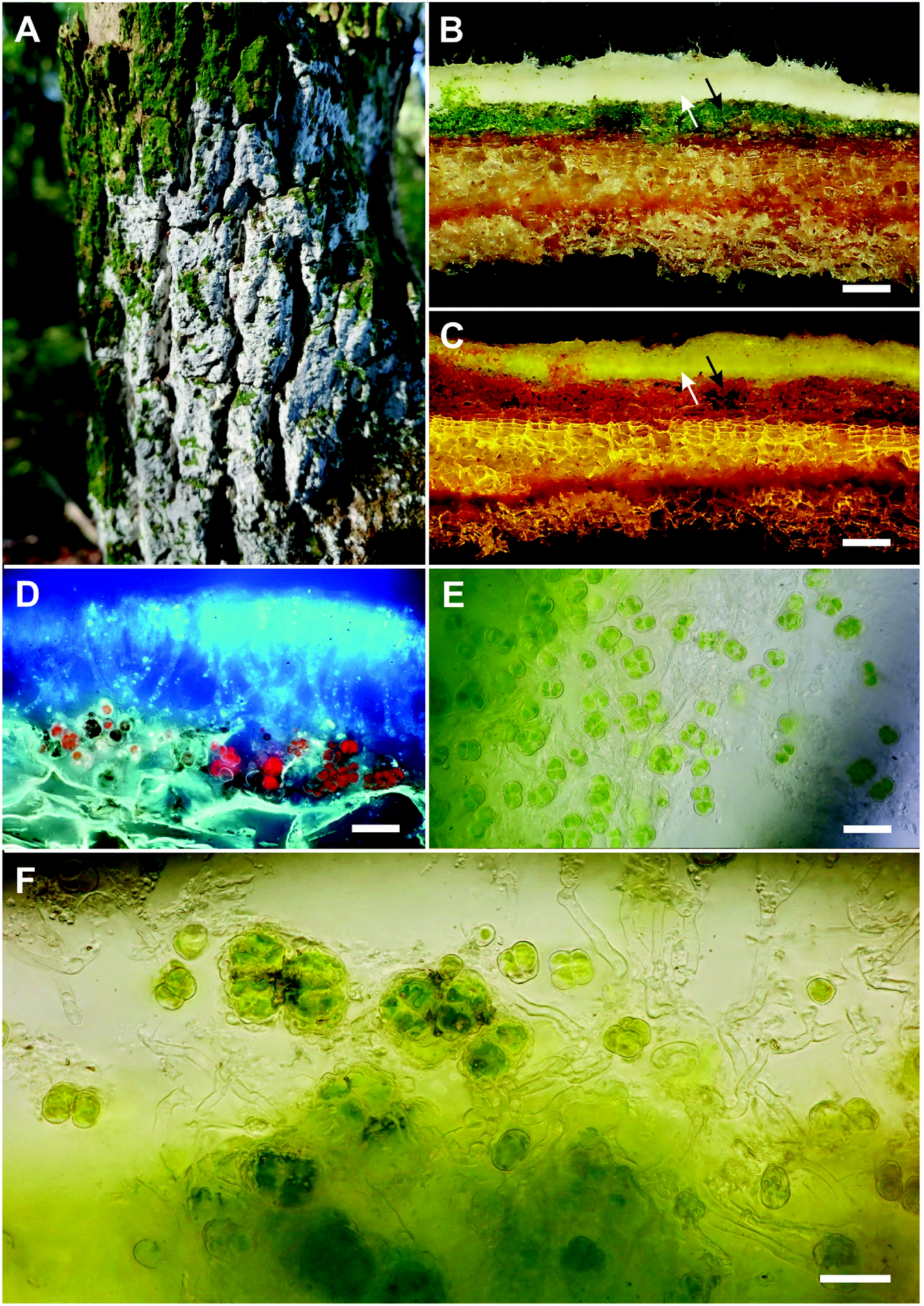 Alcobiosis, an algal-fungal association on the threshold of lichenisation  Scientific Reports