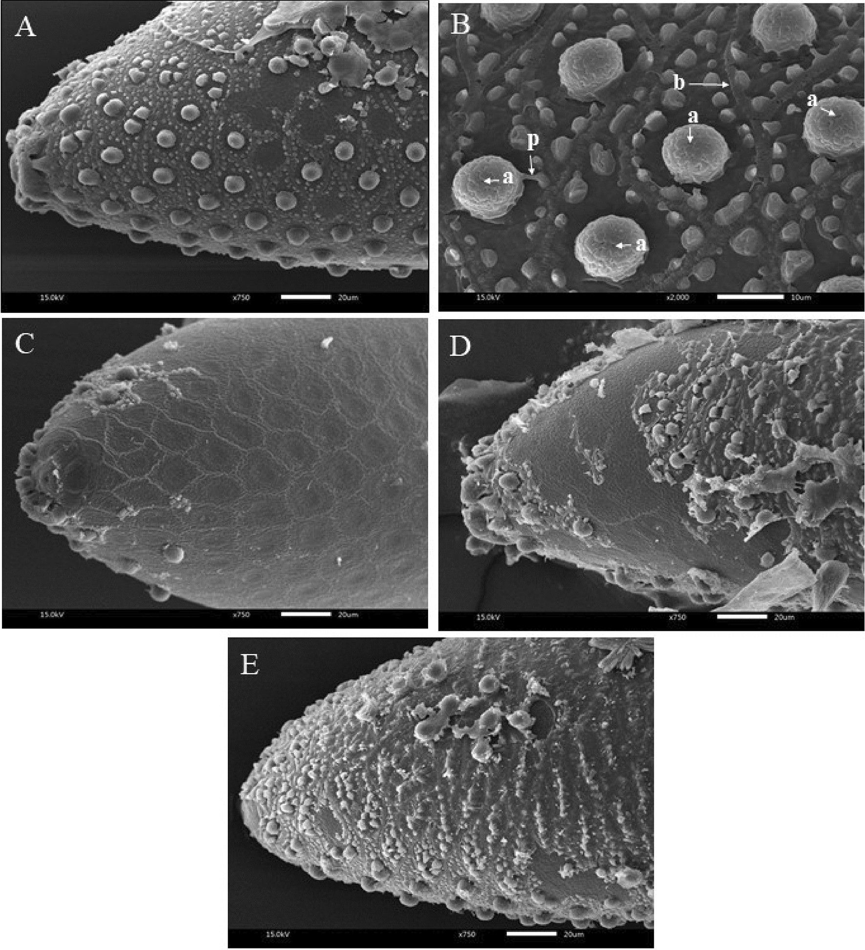 Ovicidal toxicity of plant essential oils and their major constituents  against two mosquito vectors and their non-target aquatic predators |  Scientific Reports