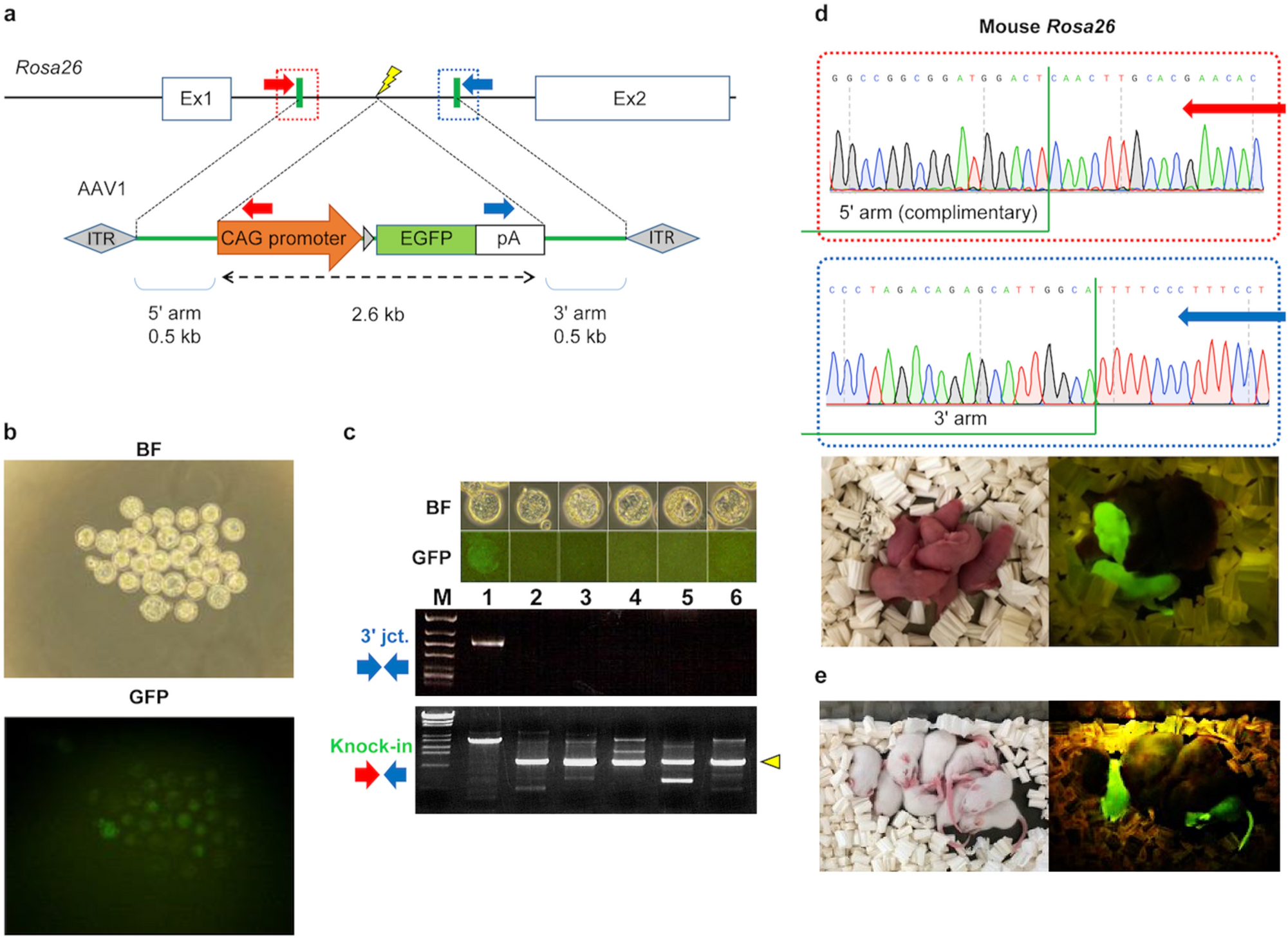 Large-fragment knock-in Animal Production Using AAV Vectors and CRISPR/Cas9 components
