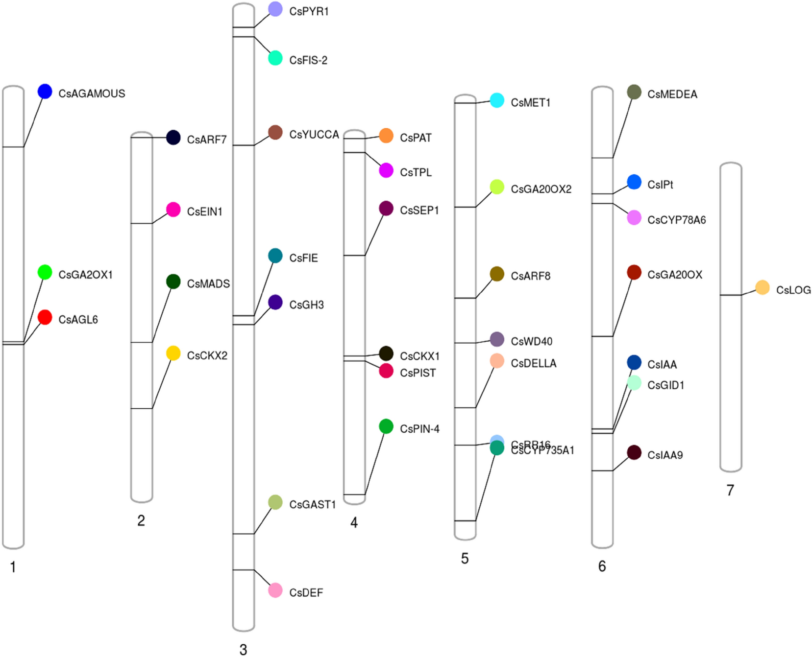 Genome-wide identification and characterization of parthenocarpic fruit set-related gene homologs in cucumber (Cucumis sativus L.) Scientific Reports image