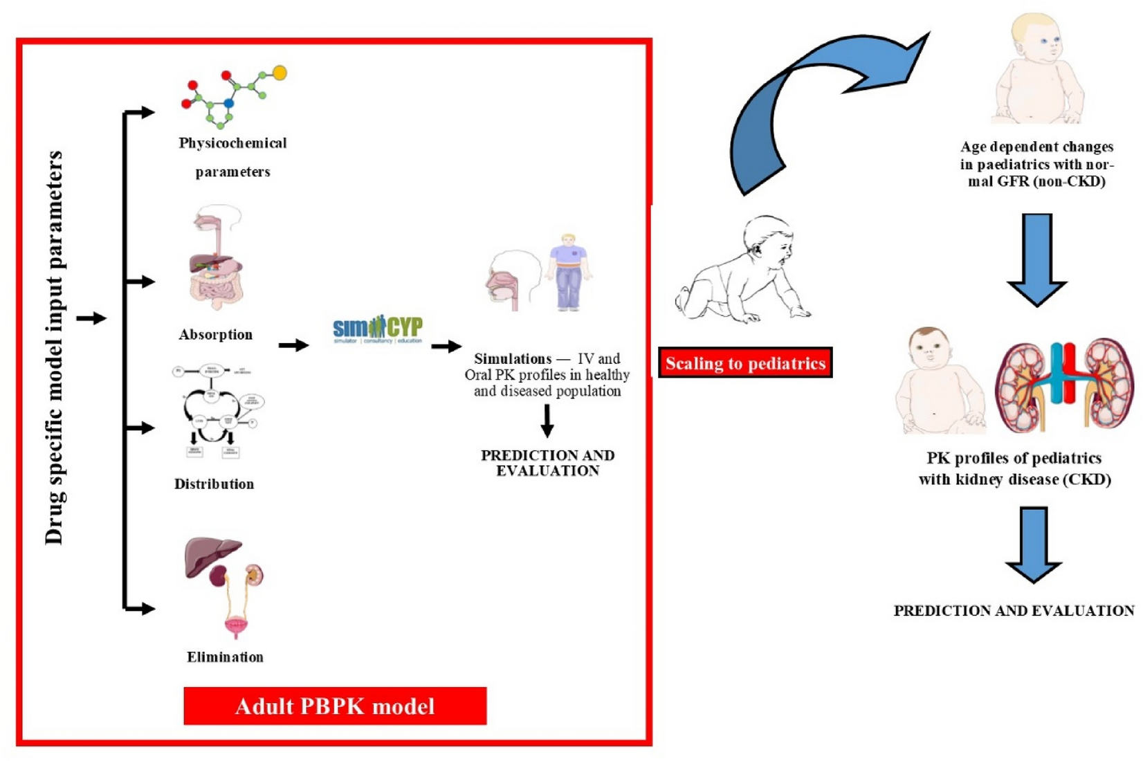 Pharmacokinetics of the most commonly used antihypertensive drugs