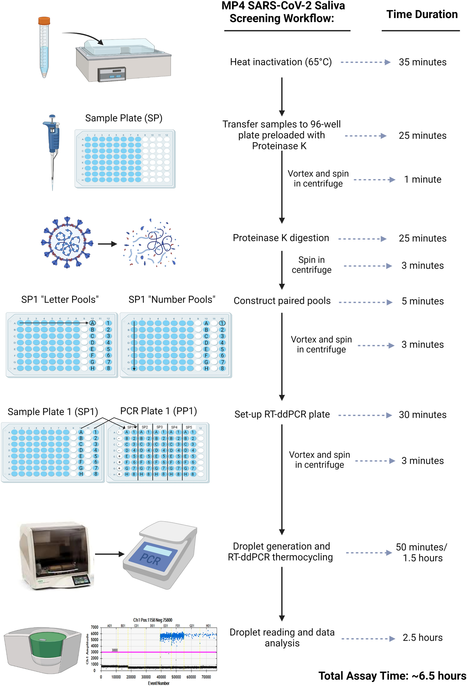 A multiplexed, paired-pooled droplet digital PCR assay for detection of  SARS-CoV-2 in saliva | Scientific Reports