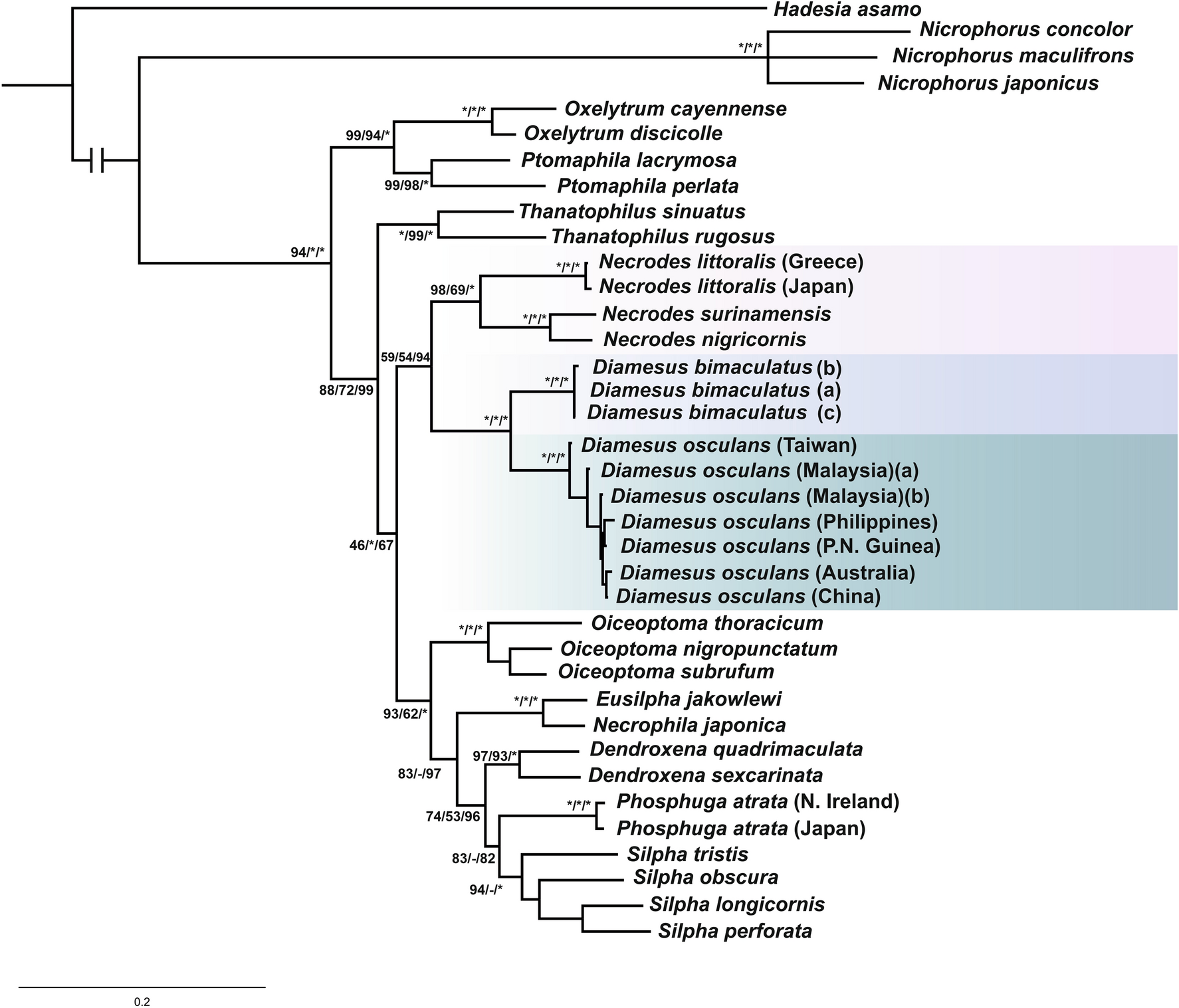 Integrative taxonomy and species distribution models of the genus Diamesus Hope, 1840 (Coleoptera Staphylinidae Silphinae) Scientific Reports image