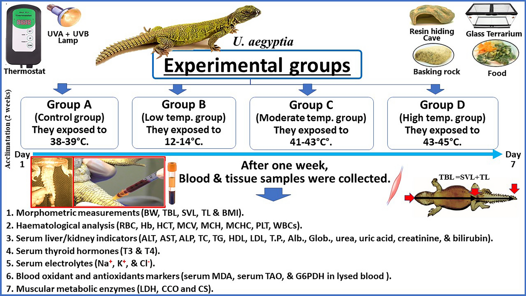 Changes in clinicomorphometrical findings, lipid profiles, hepatorenal  indices and oxidant/antioxidant status as thermoregulatory adaptive  mechanisms in poikilothermic Dabb lizard (Uromastyx aegyptia) | Scientific  Reports