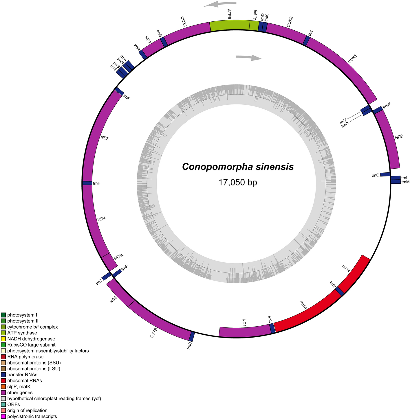 Schematic phylogenetic relationships of mitochondria and