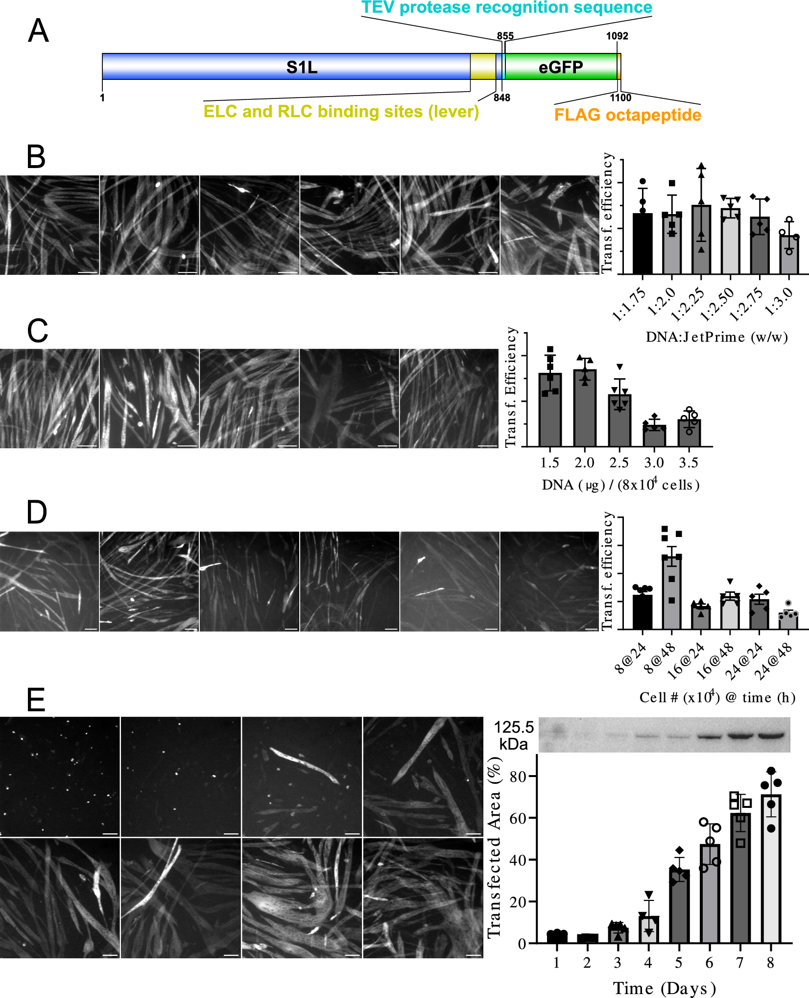 Virus-free transfection, transient expression, and purification of human  cardiac myosin in mammalian muscle cells for biochemical and biophysical  assays | Scientific Reports