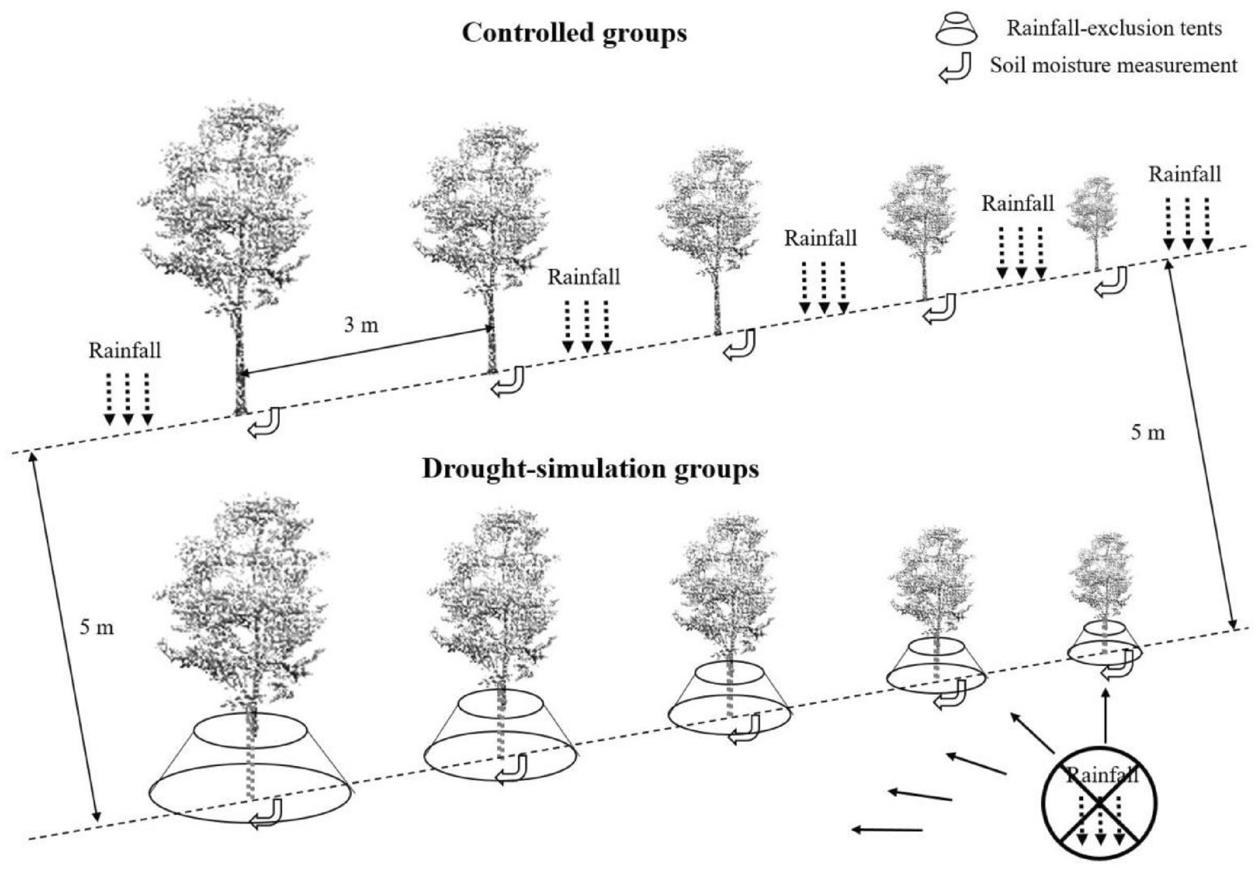 Frontiers  Growth patterns and environmental adaptions of the tree species  planted for ecological remediation in typhoon-disturbed areas—A case study  in Zhuhai, China