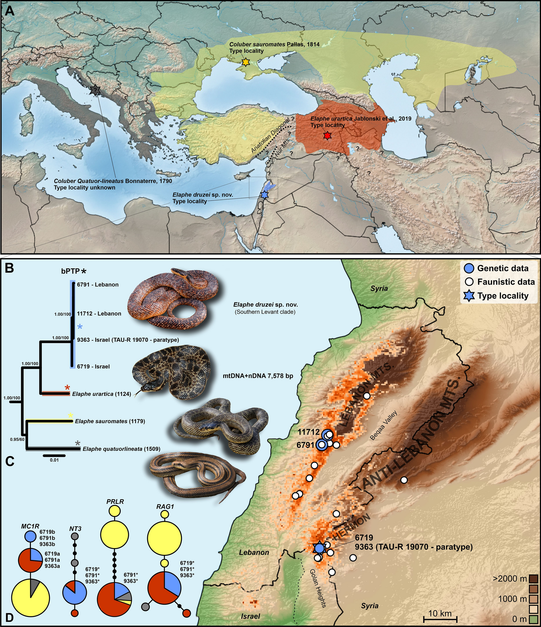 A new, rare, small-ranged, and endangered mountain snake of the genus  Elaphe from the Southern Levant | Scientific Reports