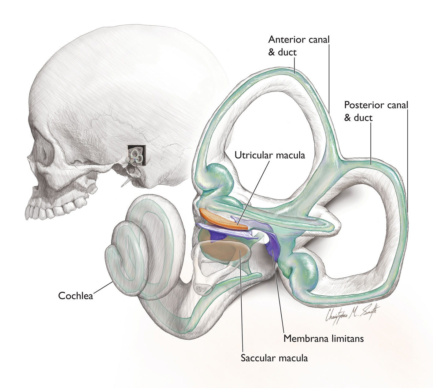 otolith organs and semicircular canals