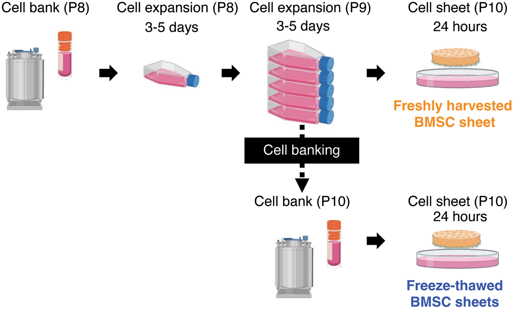 Rapid and effective preparation of clonal bone marrow-derived mesenchymal  stem/stromal cell sheets to reduce renal fibrosis | Scientific Reports