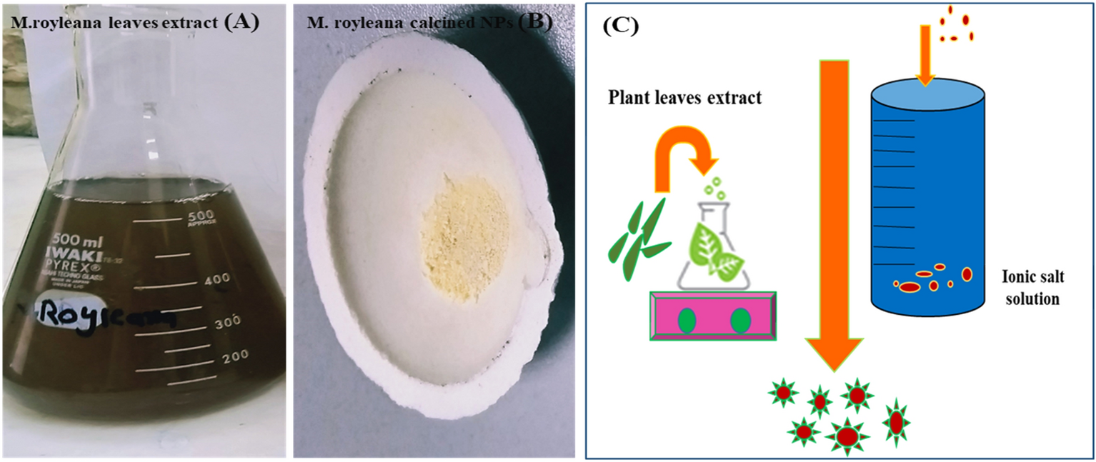 Antioxidant activity of mint extracts determined through the