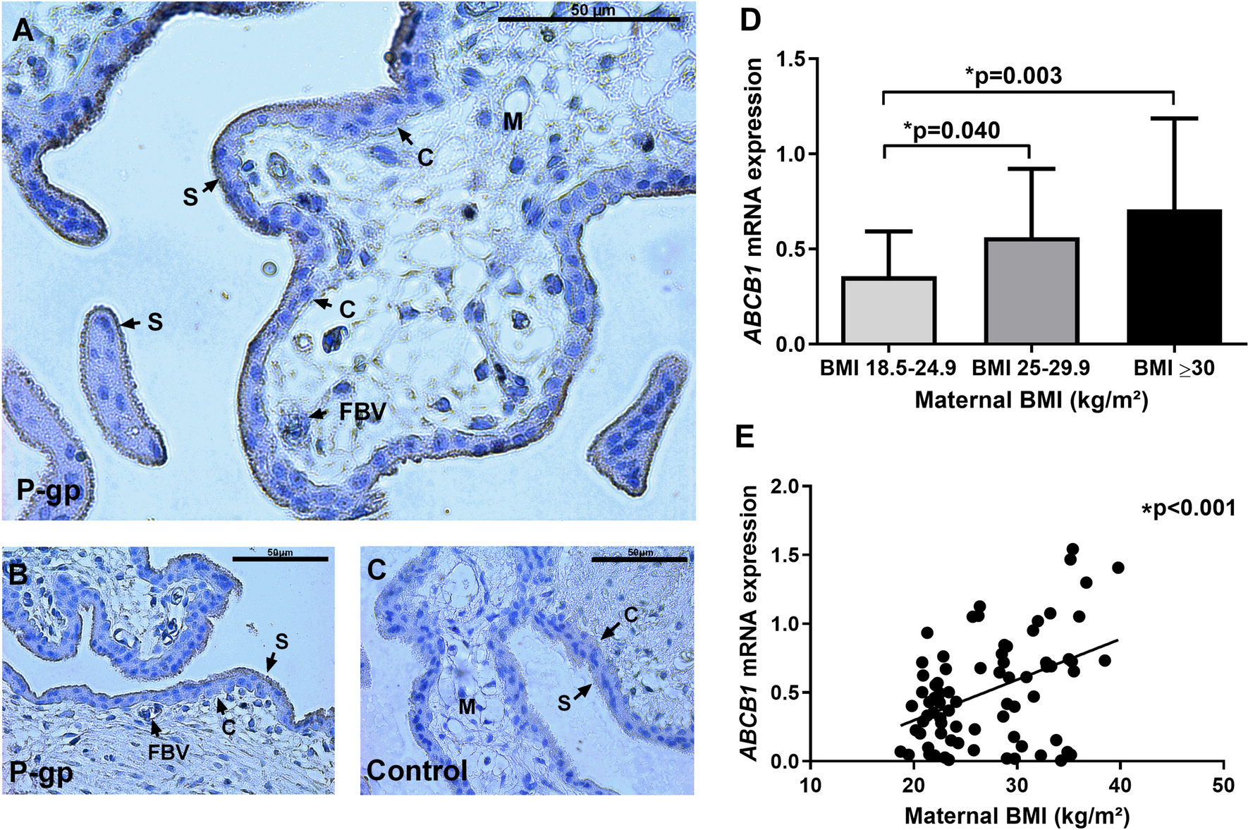 ABCB1 expression is increased in human first trimester placenta  