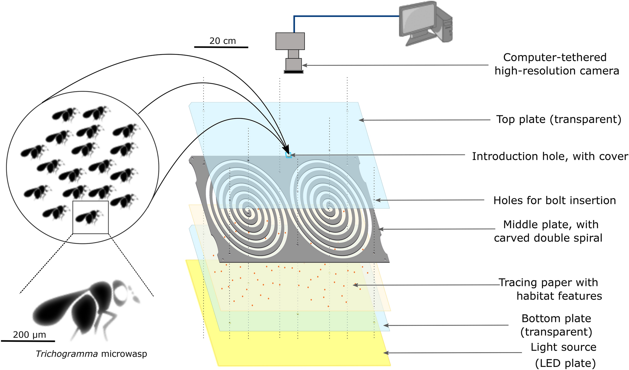 A double-spiral maze and hi-resolution tracking pipeline to study dispersal  by groups of minute insects