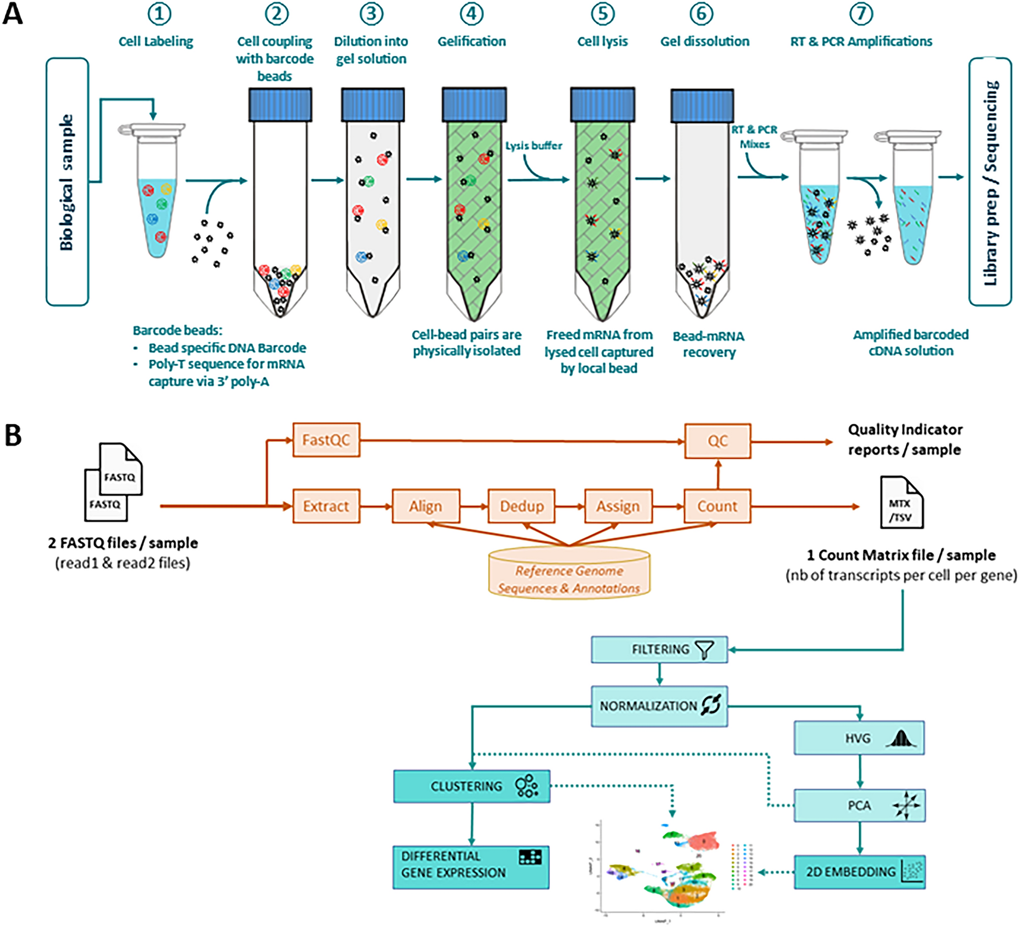 RevGel-seq: instrument-free single-cell RNA sequencing using a reversible  hydrogel for cell-specific barcoding | Scientific Reports