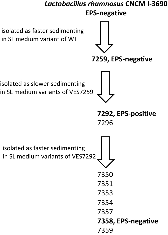 over-production-of-exopolysaccharide-by-lacticaseibacillus-rhamnosus-cncm-i-3690-strain-cutbacks-its-beneficial-effect-on-the-host-scientific-reports