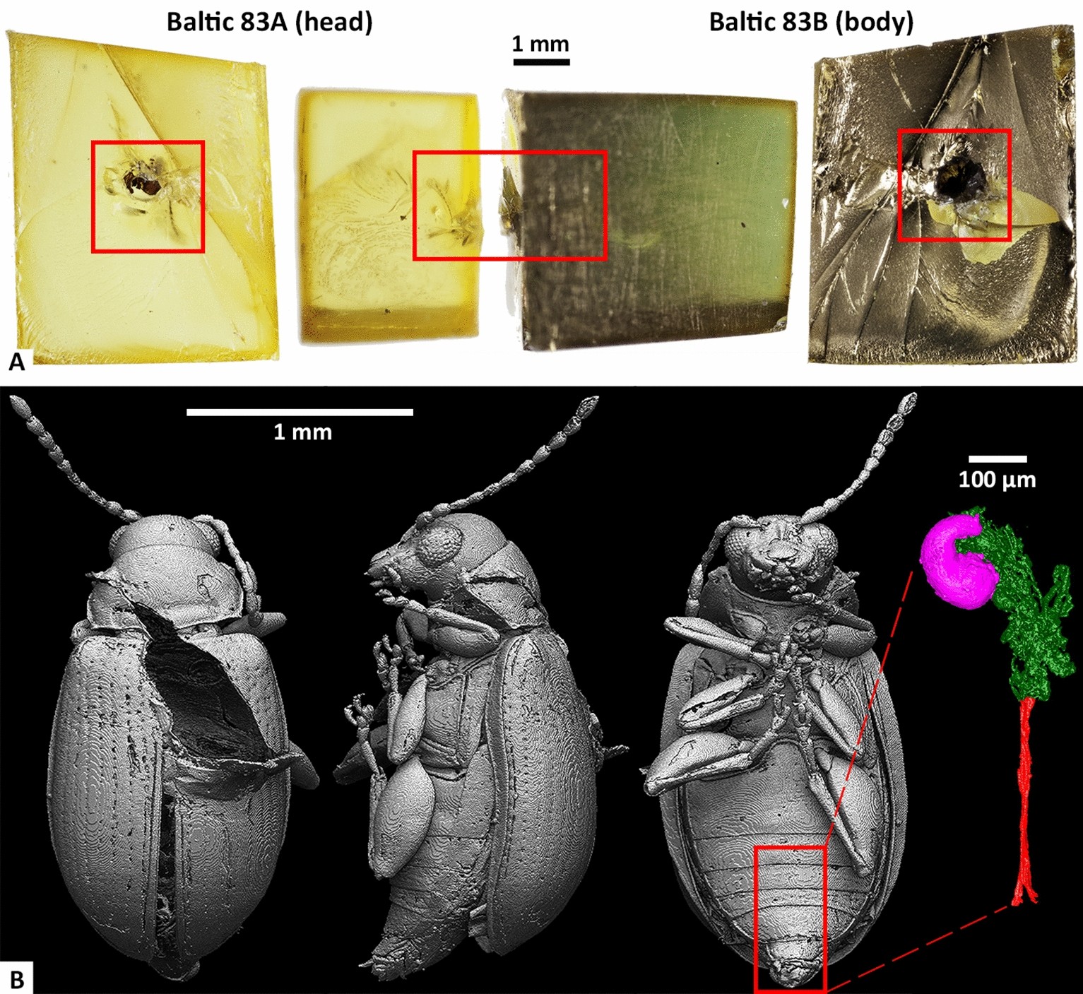 3d model of a microscopic insect-like creature