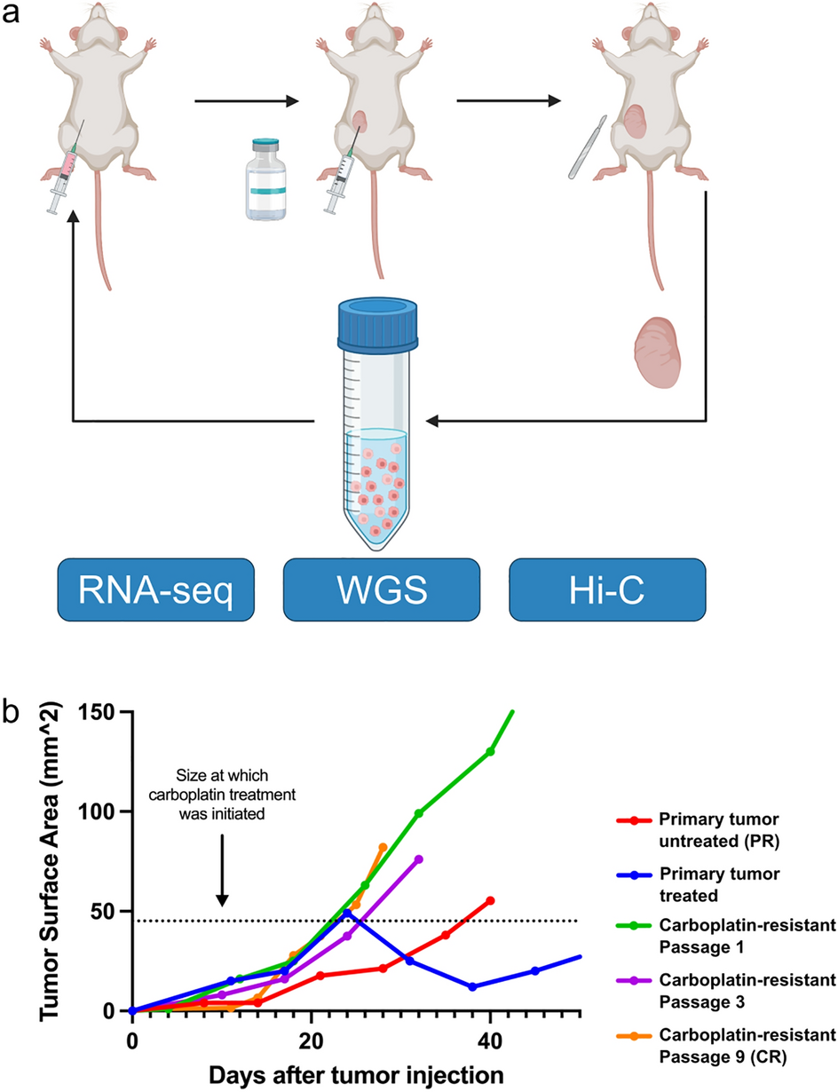 Rewiring of the 3D genome during acquisition of carboplatin resistance in a  triple-negative breast cancer patient-derived xenograft