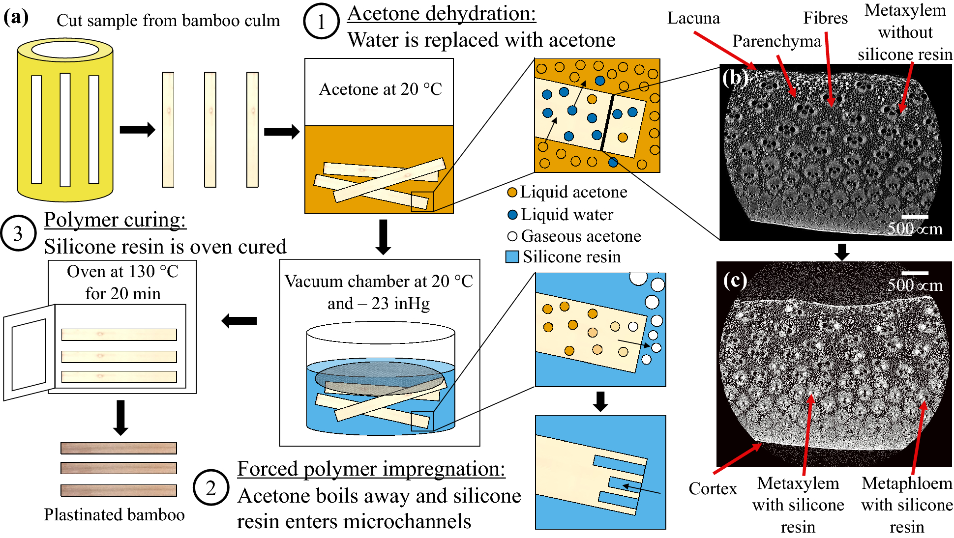 An improved plastination method for strengthening bamboo culms