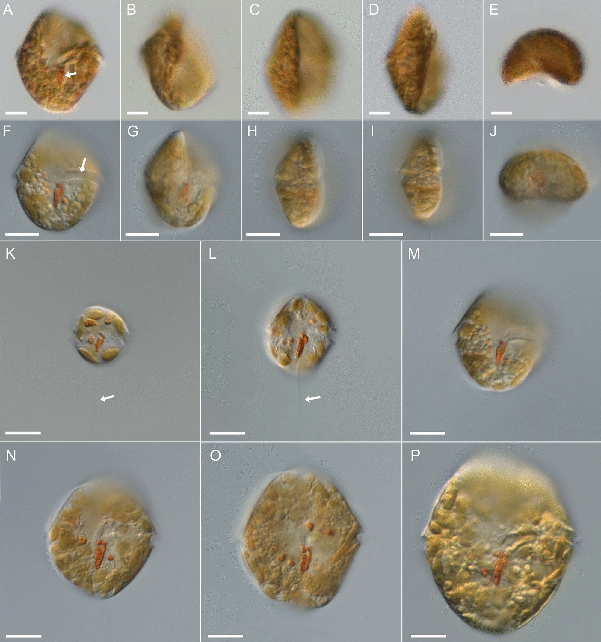 Spatial fragmentation in the distribution of diatom endosymbionts from the  taxonomically clarified dinophyte Kryptoperidinium triquetrum (=  Kryptoperidinium foliaceum, Peridiniales) | Scientific Reports