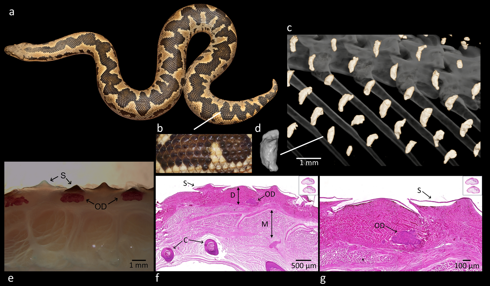 The first description of dermal armour in snakes | Scientific Reports