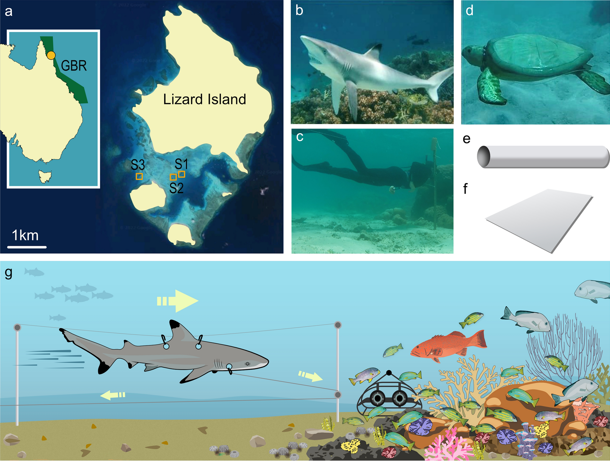Behaviour of mesopredatory coral reef fishes in response to threats from  sharks and humans