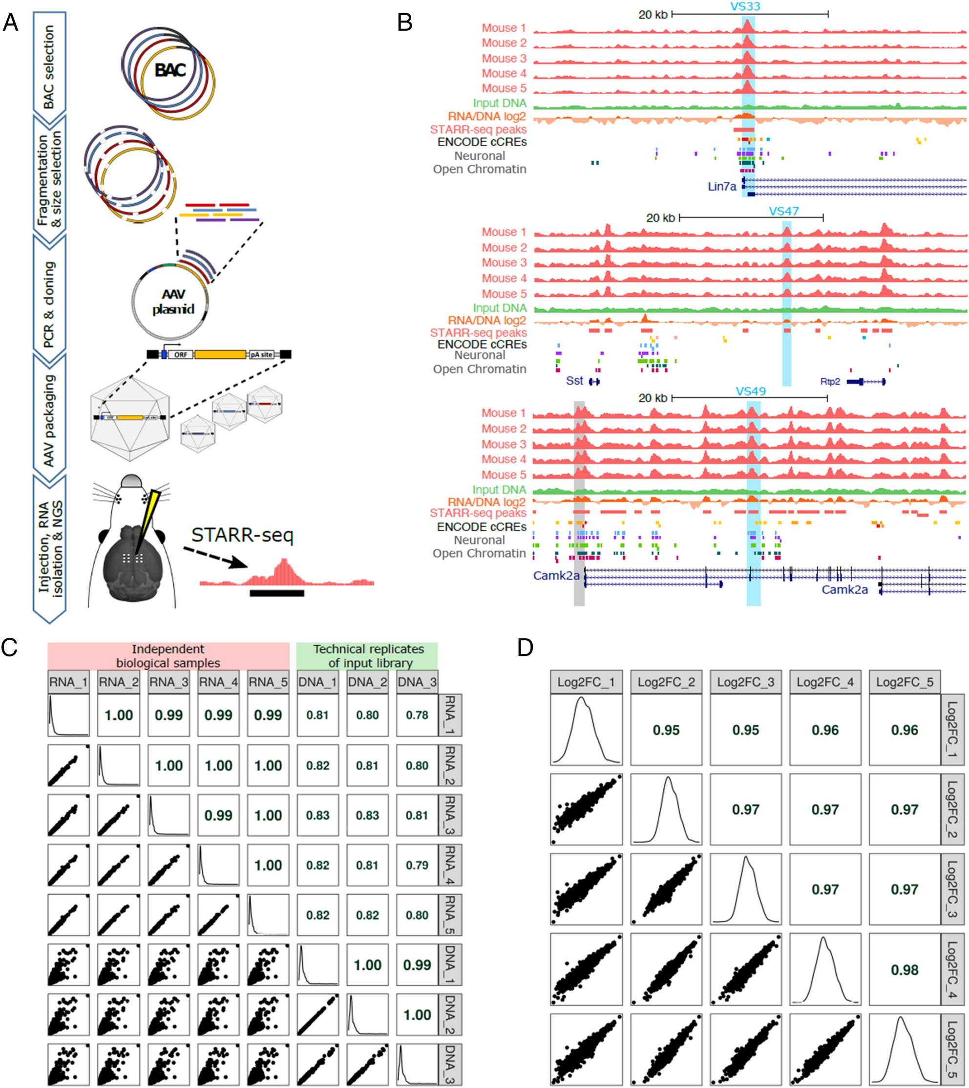 An unbiased AAV-STARR-seq screen revealing the enhancer activity map of  genomic regions in the mouse brain in vivo | Scientific Reports