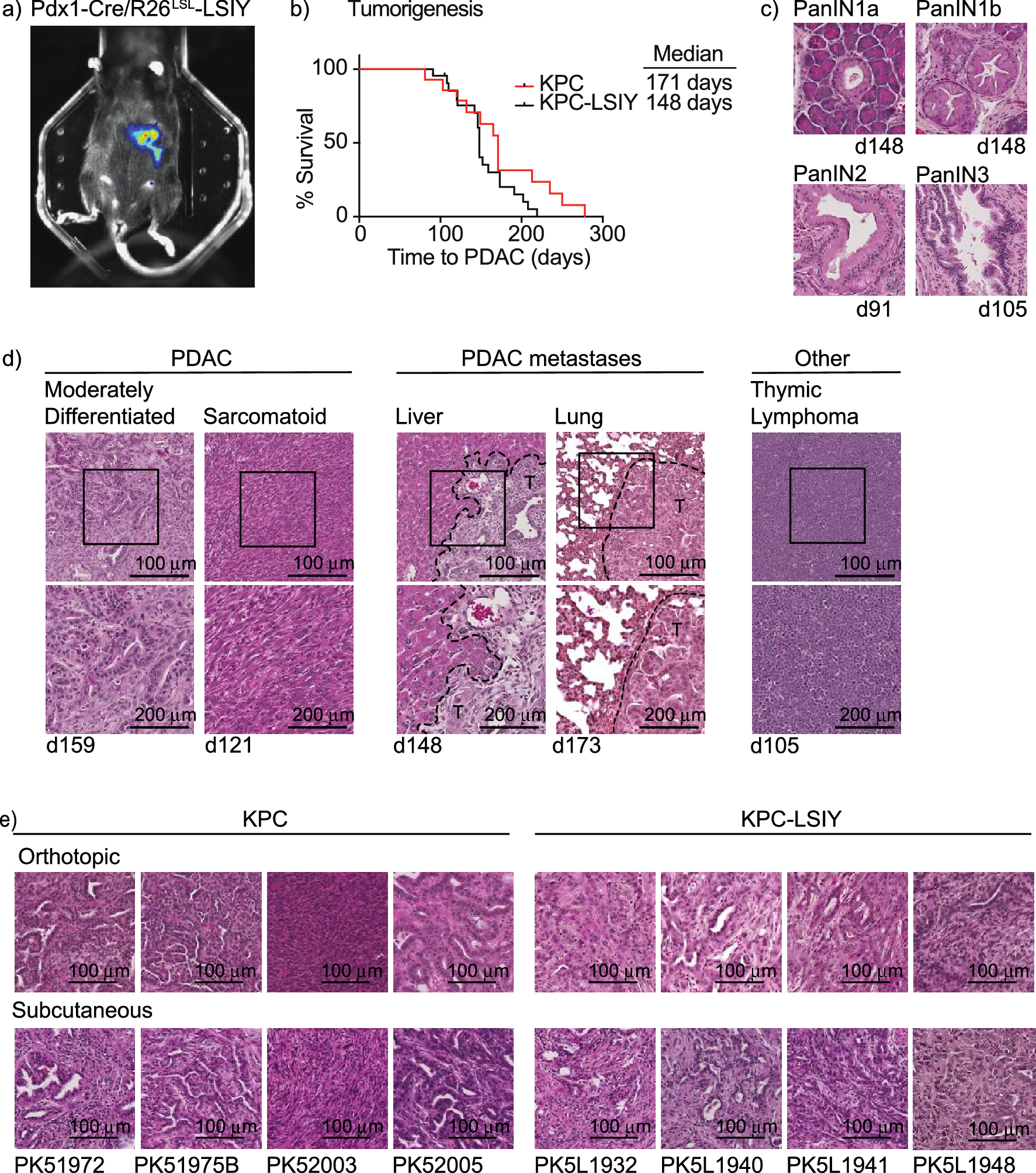 Tumor resident memory CD8 T cells and concomitant tumor immunity develop  independently of CD4 help | Scientific Reports