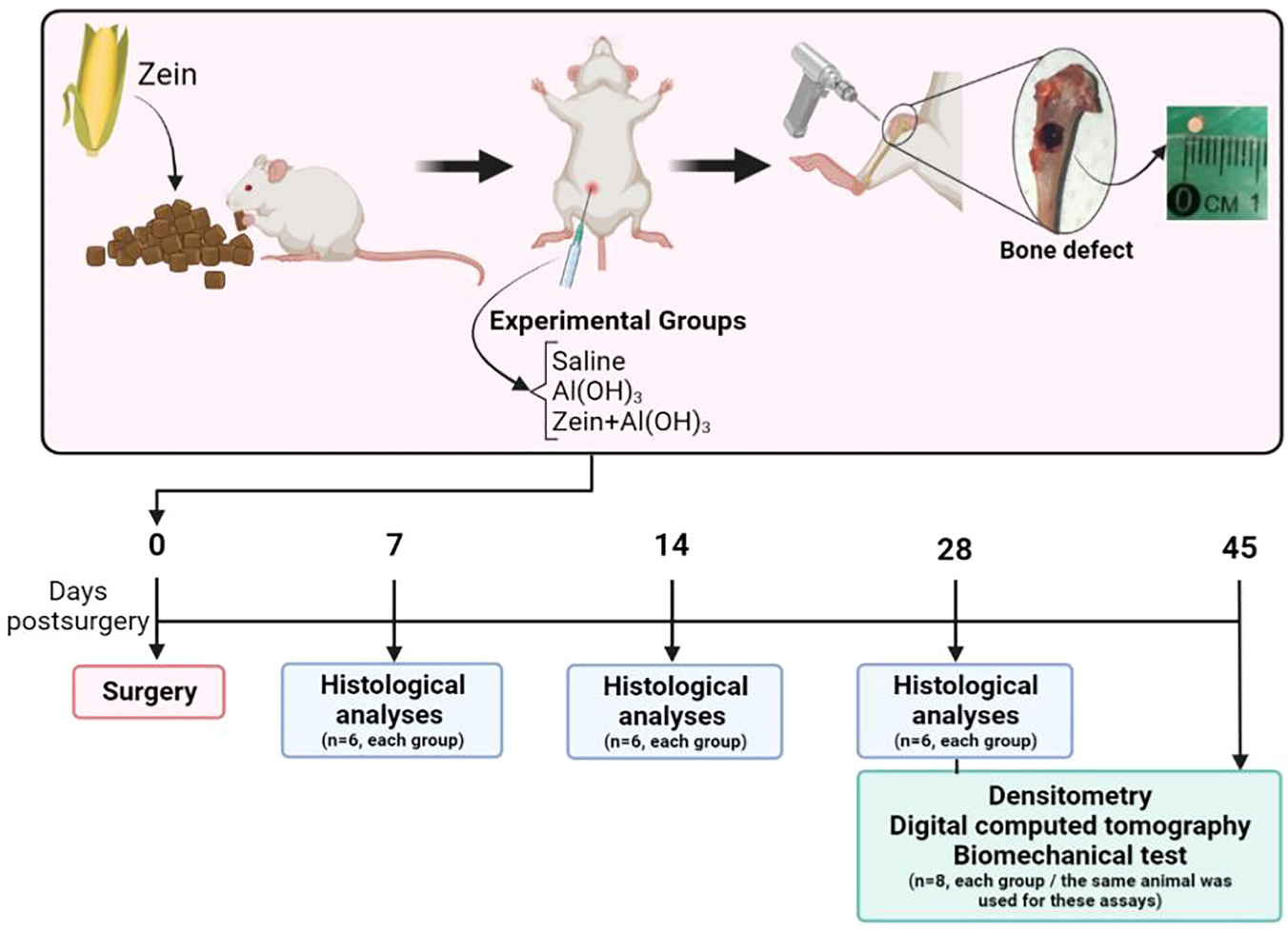 Systemic effects of oral tolerance in bone healing | Scientific Reports