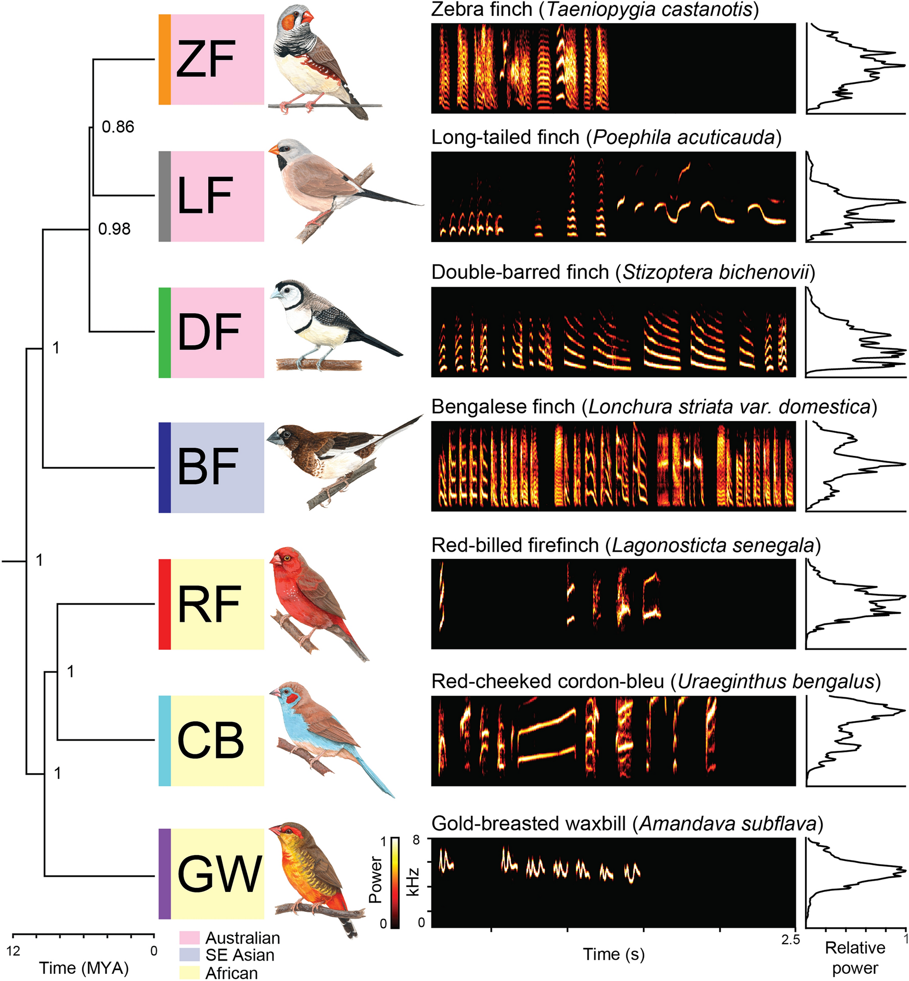 Birds found using human musical scales for the first time, Science