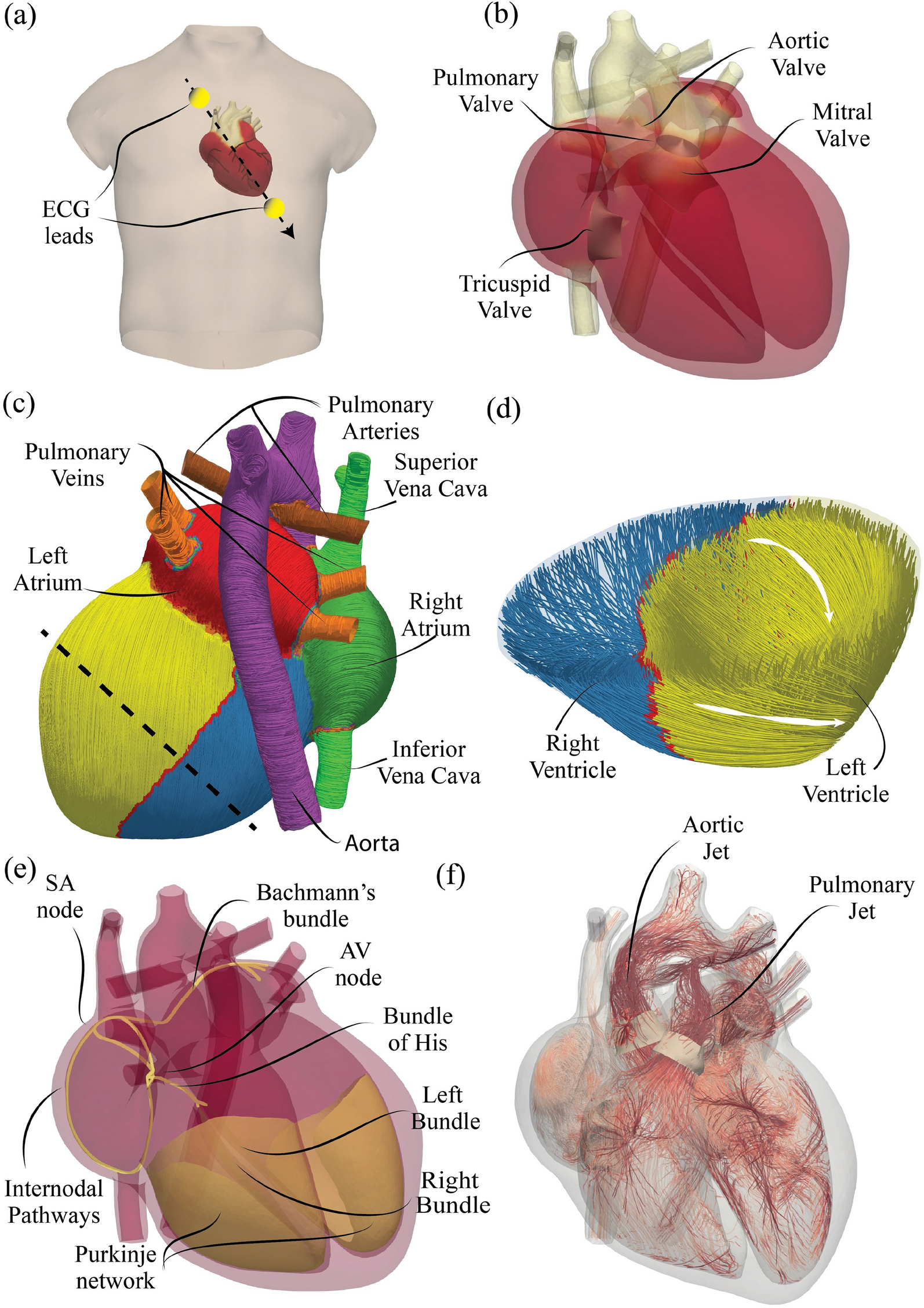 GPU accelerated digital twins of the human heart open new routes for  cardiovascular research