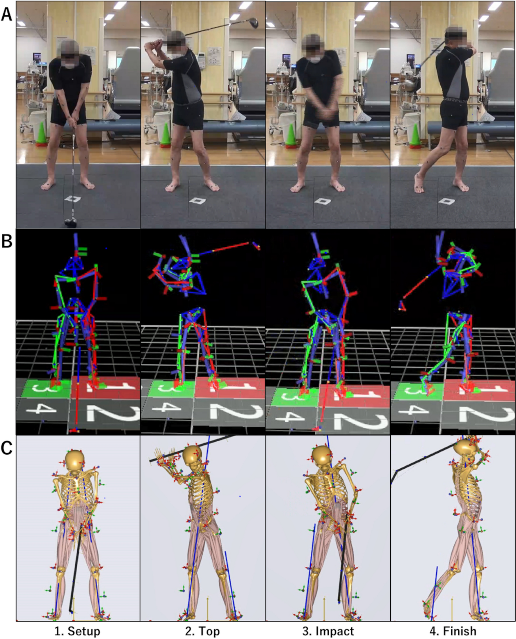 Reverse dynamics analysis of contact force and muscle activities during the golf swing after total hip arthroplasty Scientific Reports