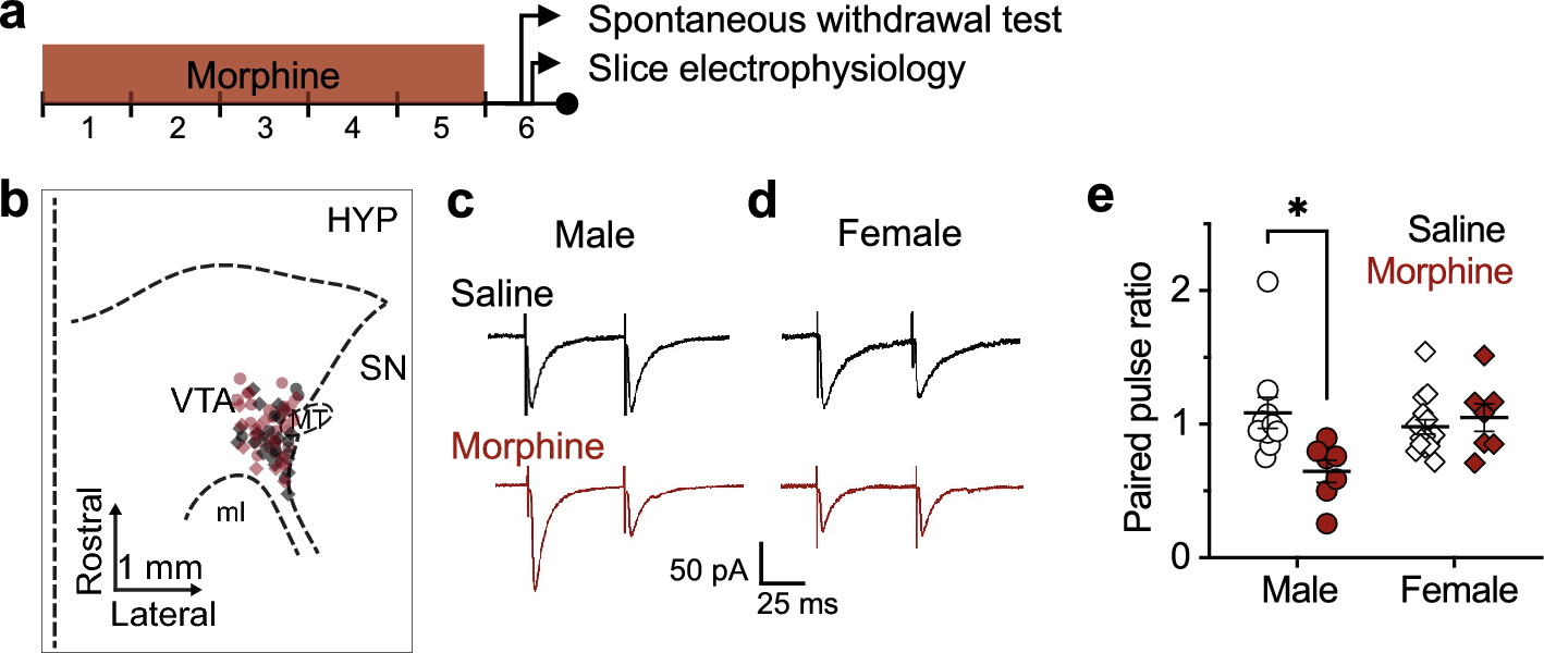 Electronic Stimulation May Be a Way to Treat Opioid Withdrawal