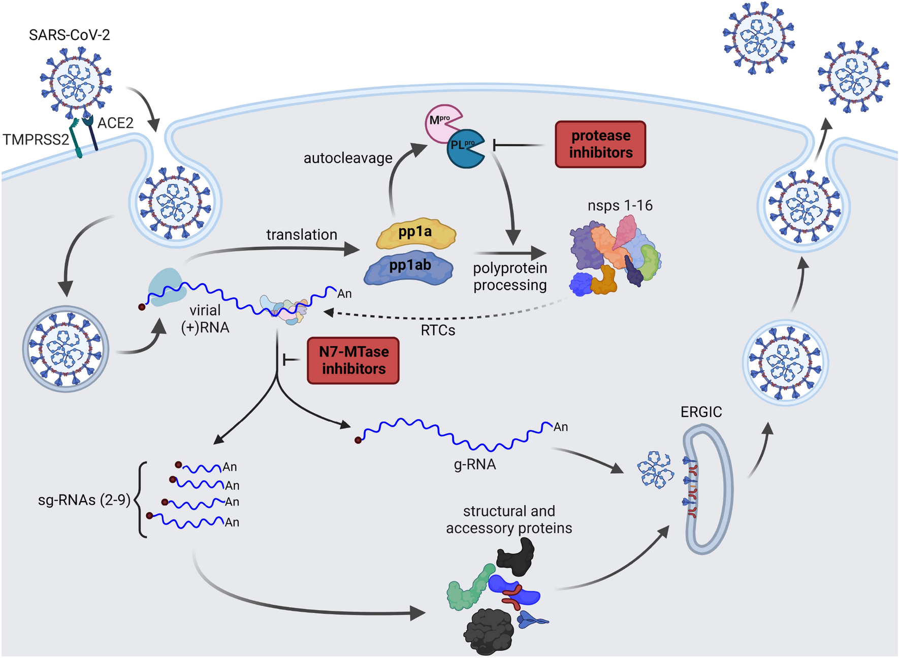 Ebselen derivatives inhibit SARS-CoV-2 replication by inhibition of its  essential proteins: PLpro and Mpro proteases, and nsp14 guanine  N7-methyltransferase | Scientific Reports