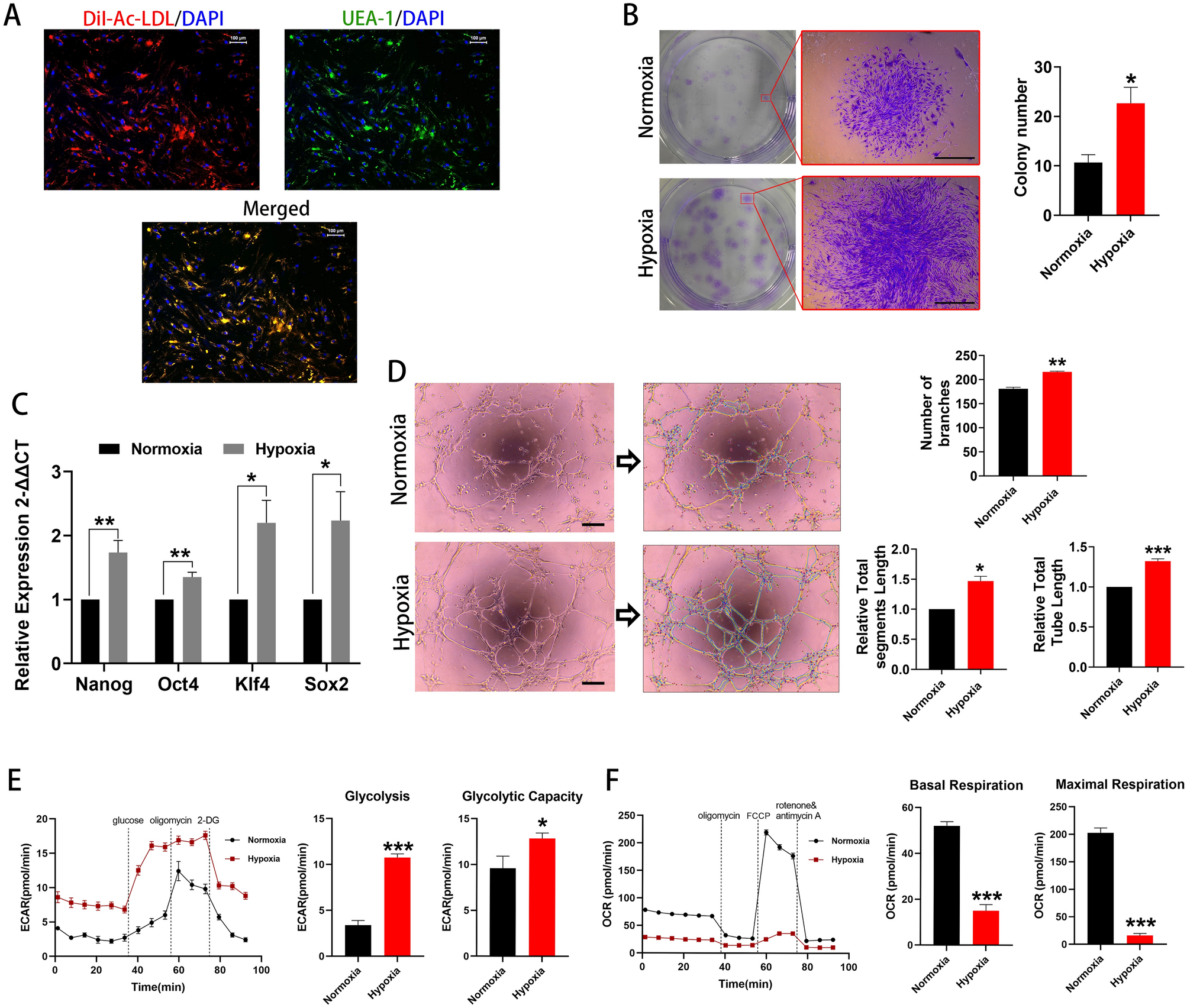 Hypoxia-induced reprogramming of glucose-dependent metabolic pathways maintains the stemness of human bone marrow-derived endothelial progenitor cells Scientific Reports