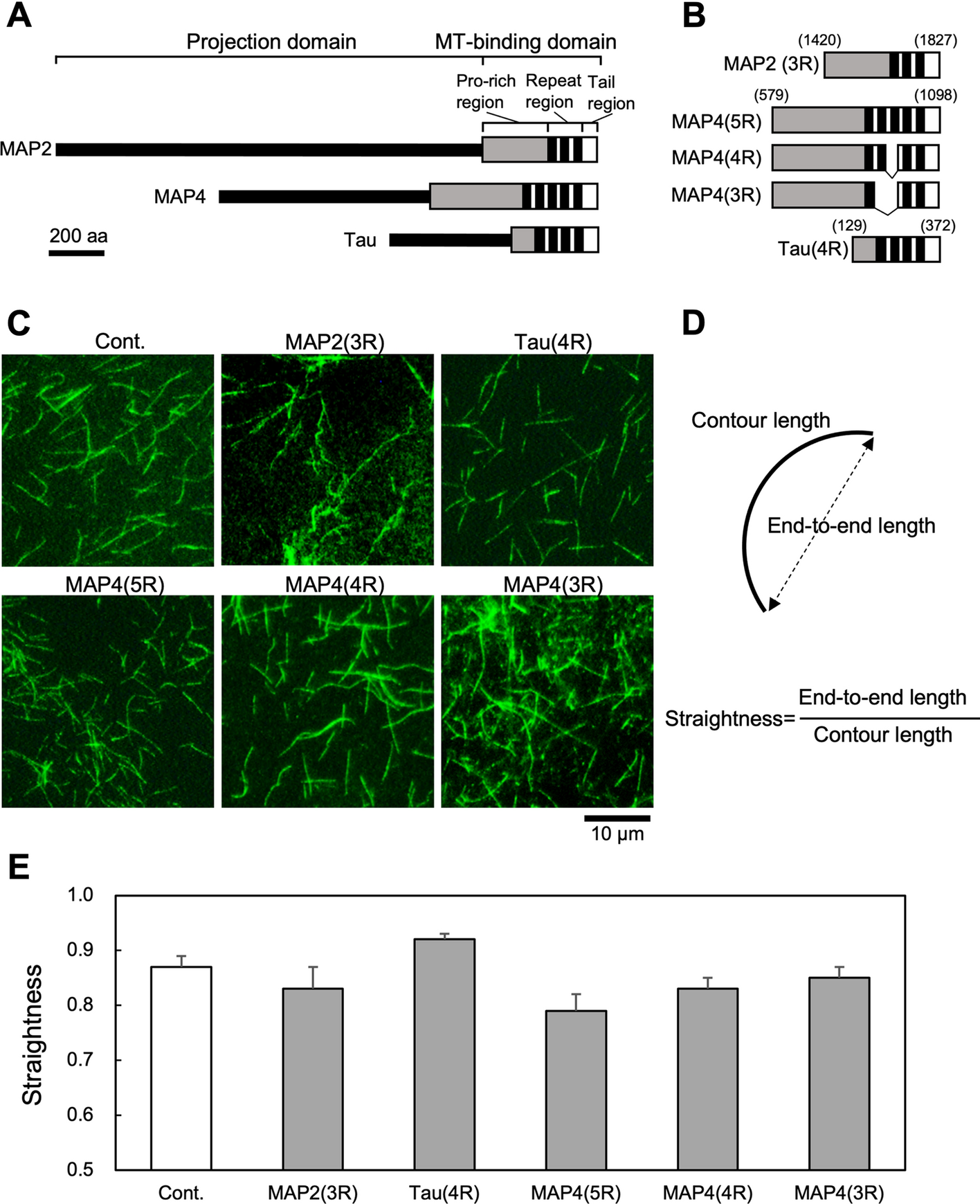 Effects of three microtubule-associated proteins (MAP2, MAP4, and Tau) on  microtubules' physical properties and neurite morphology