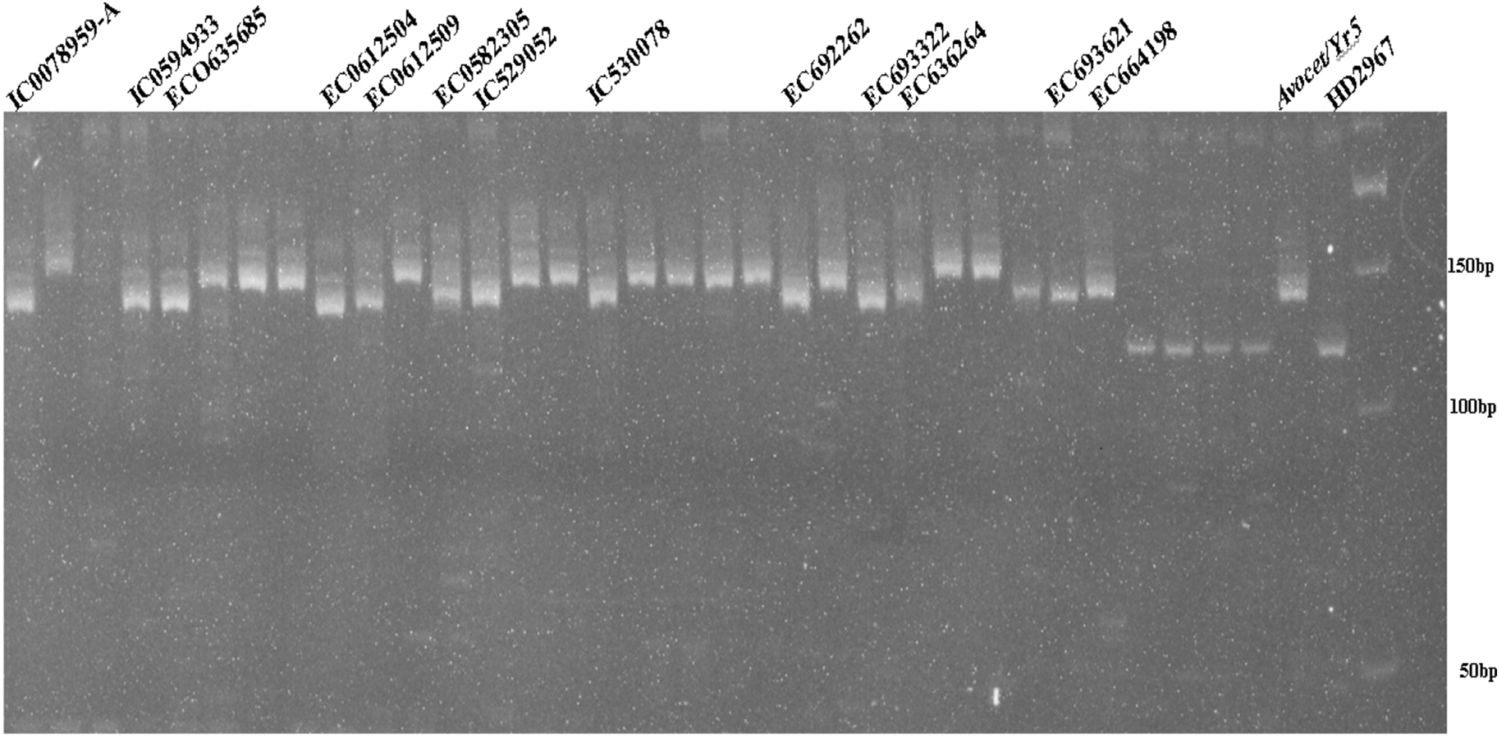 Frontiers  Genetic Analysis of Adult Plant Resistance to Stripe Rust in  Common Wheat Cultivar “Pascal”