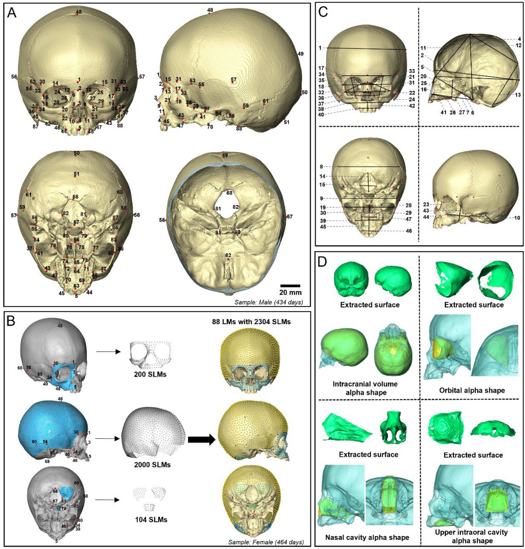 Bones Cranium Skull Anatomical Construction Bones Human Head