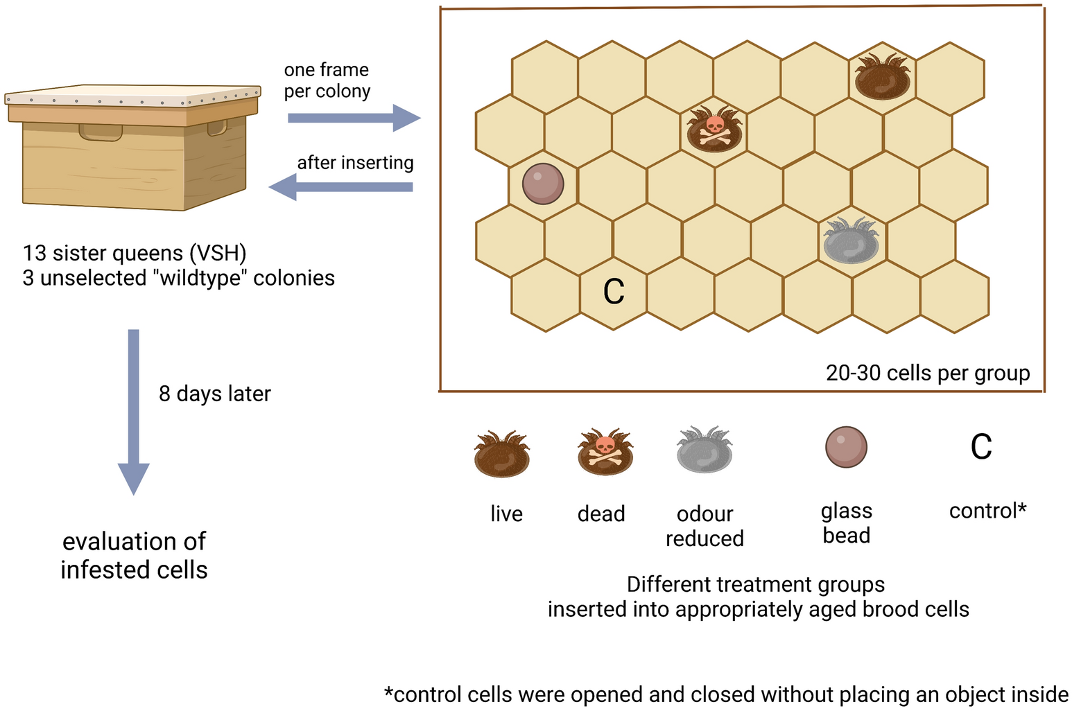 Honey bees (Apis mellifera) preselected for Varroa sensitive hygiene  discriminate between live and dead Varroa destructor and inanimate objects