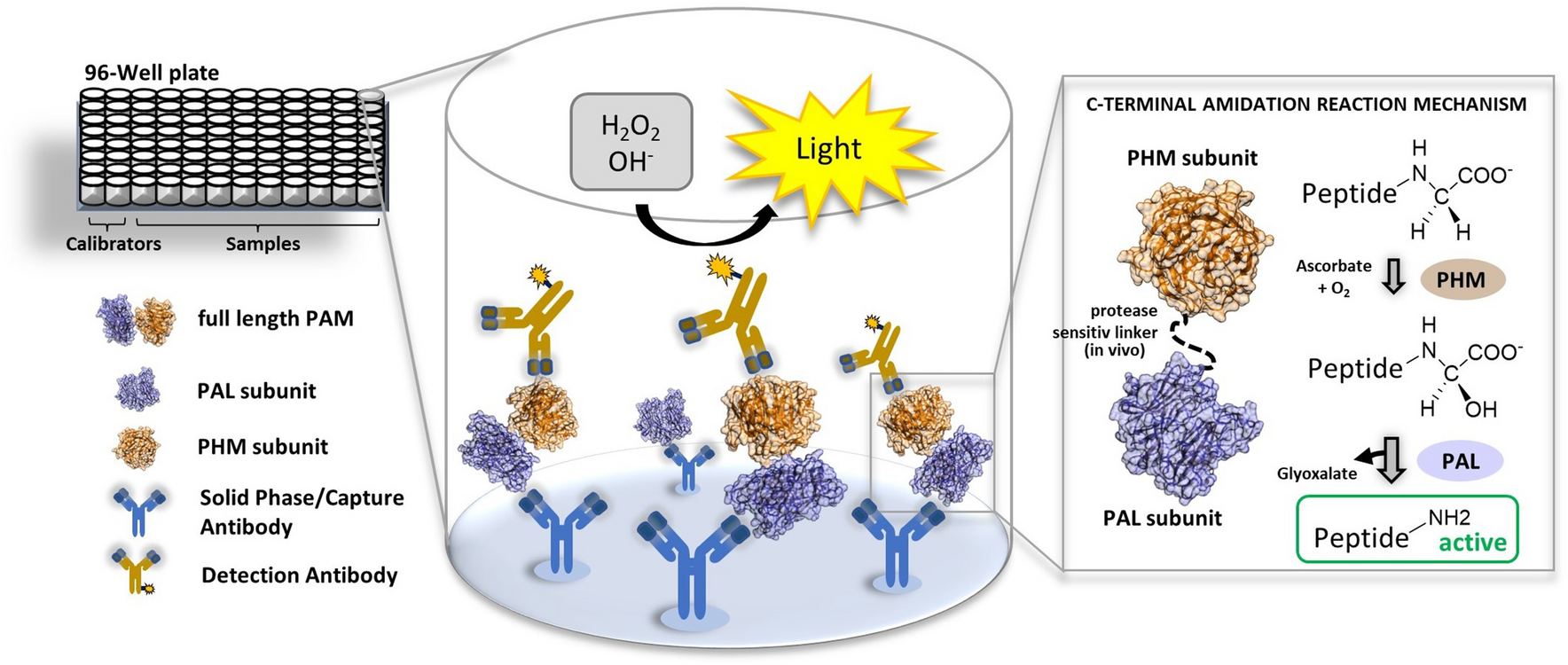 Immunoassay-based quantification of full-length peptidylglycine alpha-amidating monooxygenase in human plasma